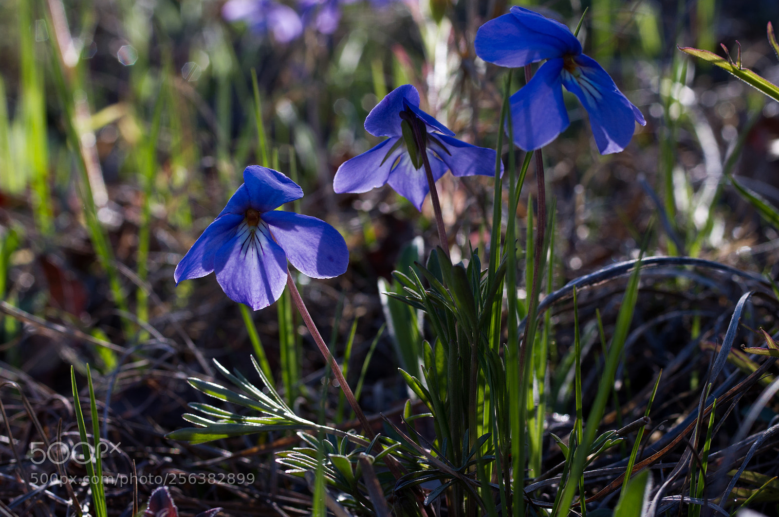 Pentax K-x sample photo. Bird's foot violet wildflowers photography