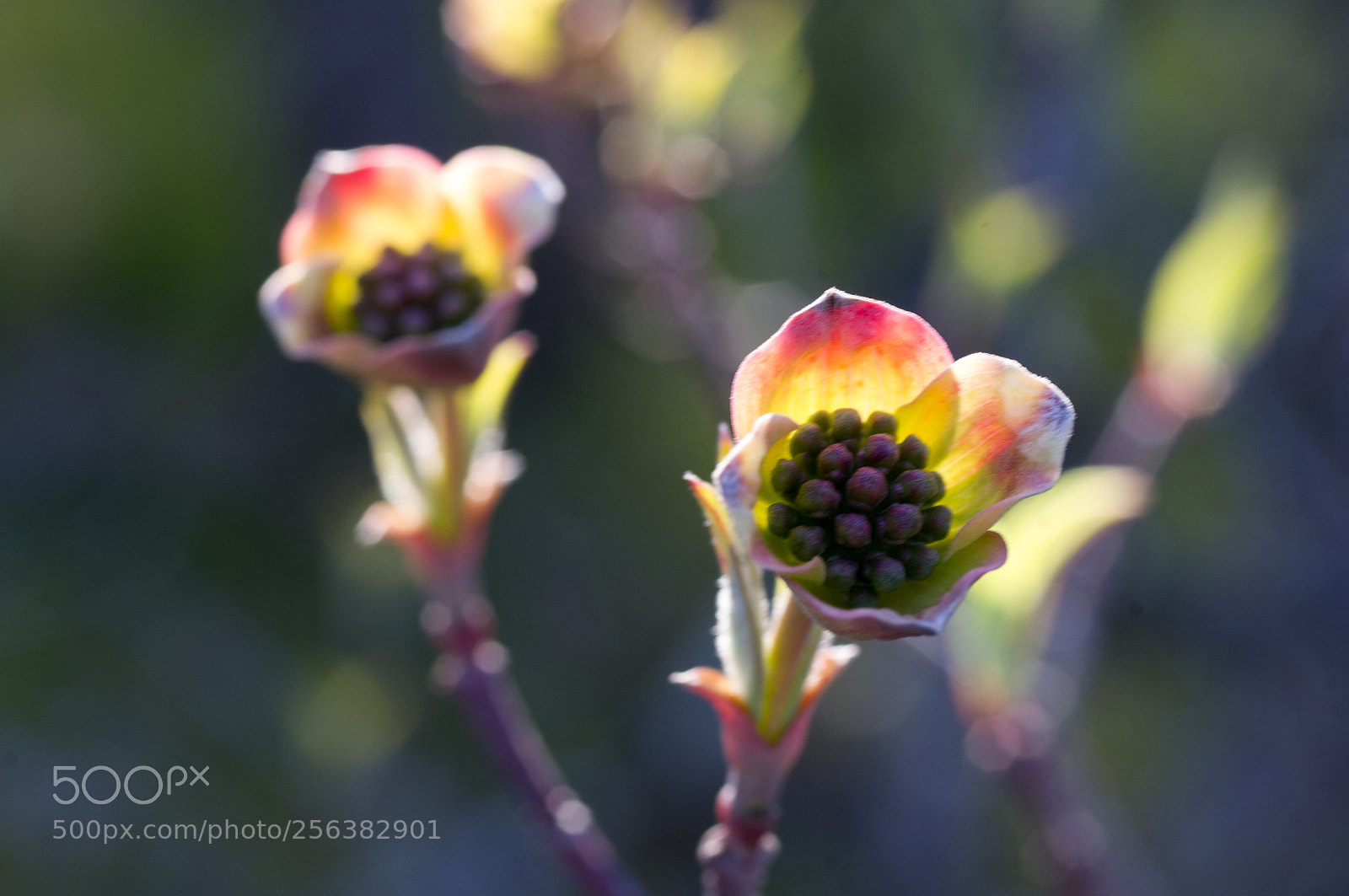 Pentax K-x sample photo. Bursting open photography