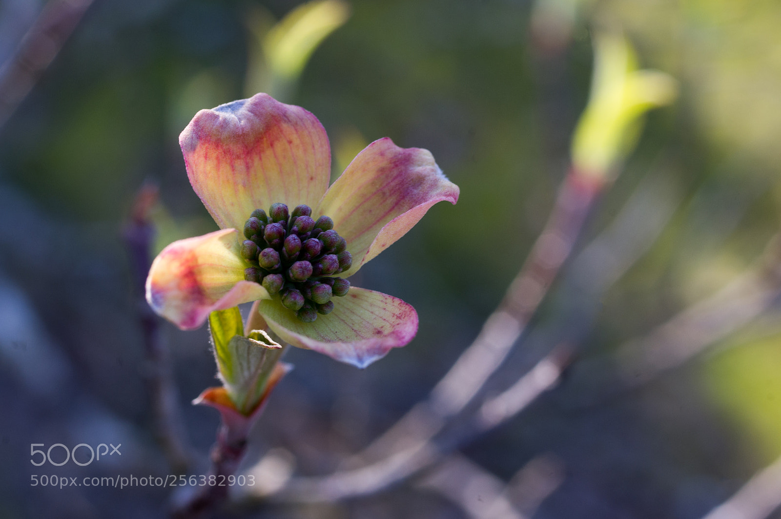 Pentax K-x sample photo. Dogwood tree photography