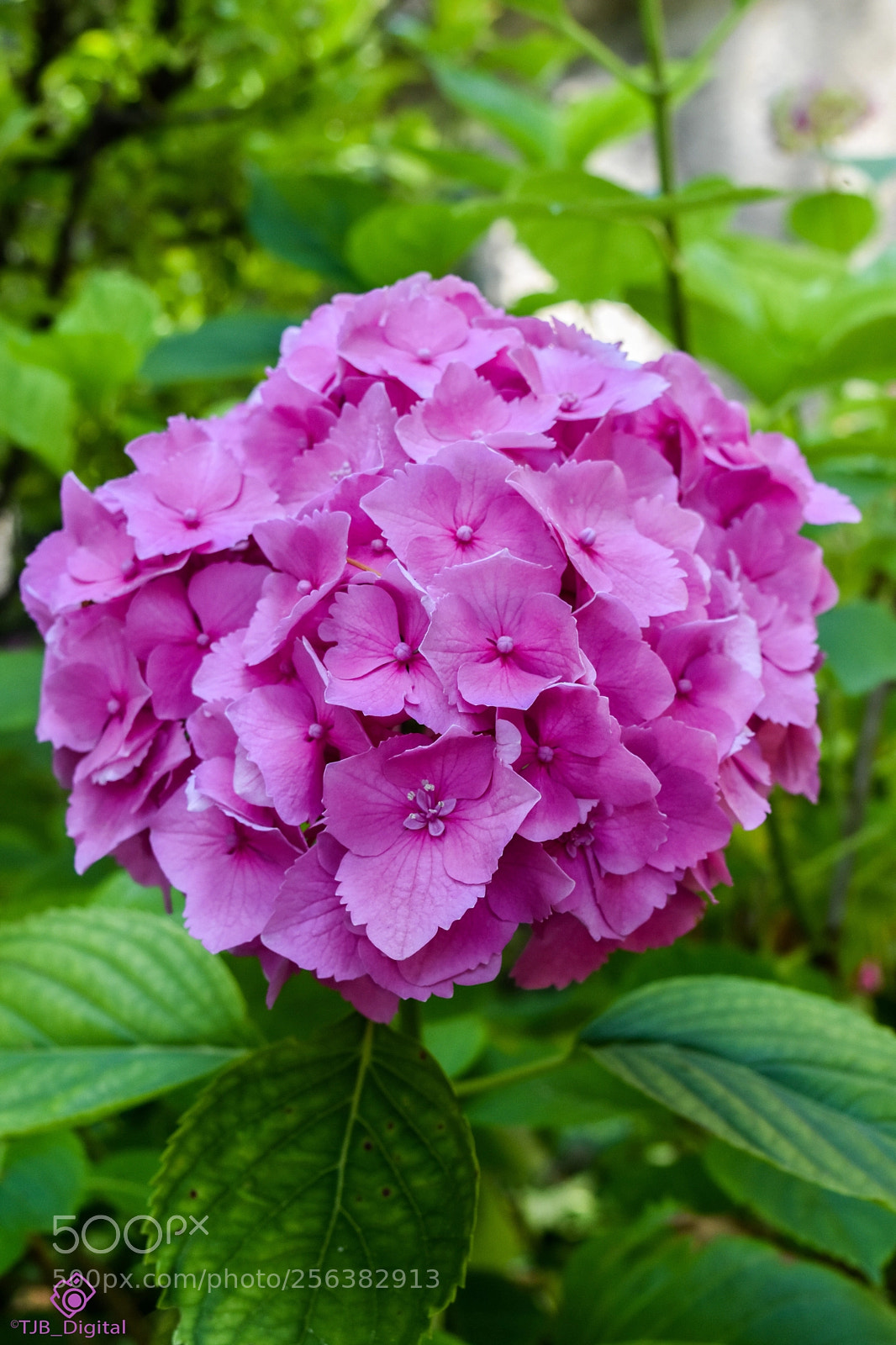 Nikon D7200 sample photo. Pink flower bundle photography