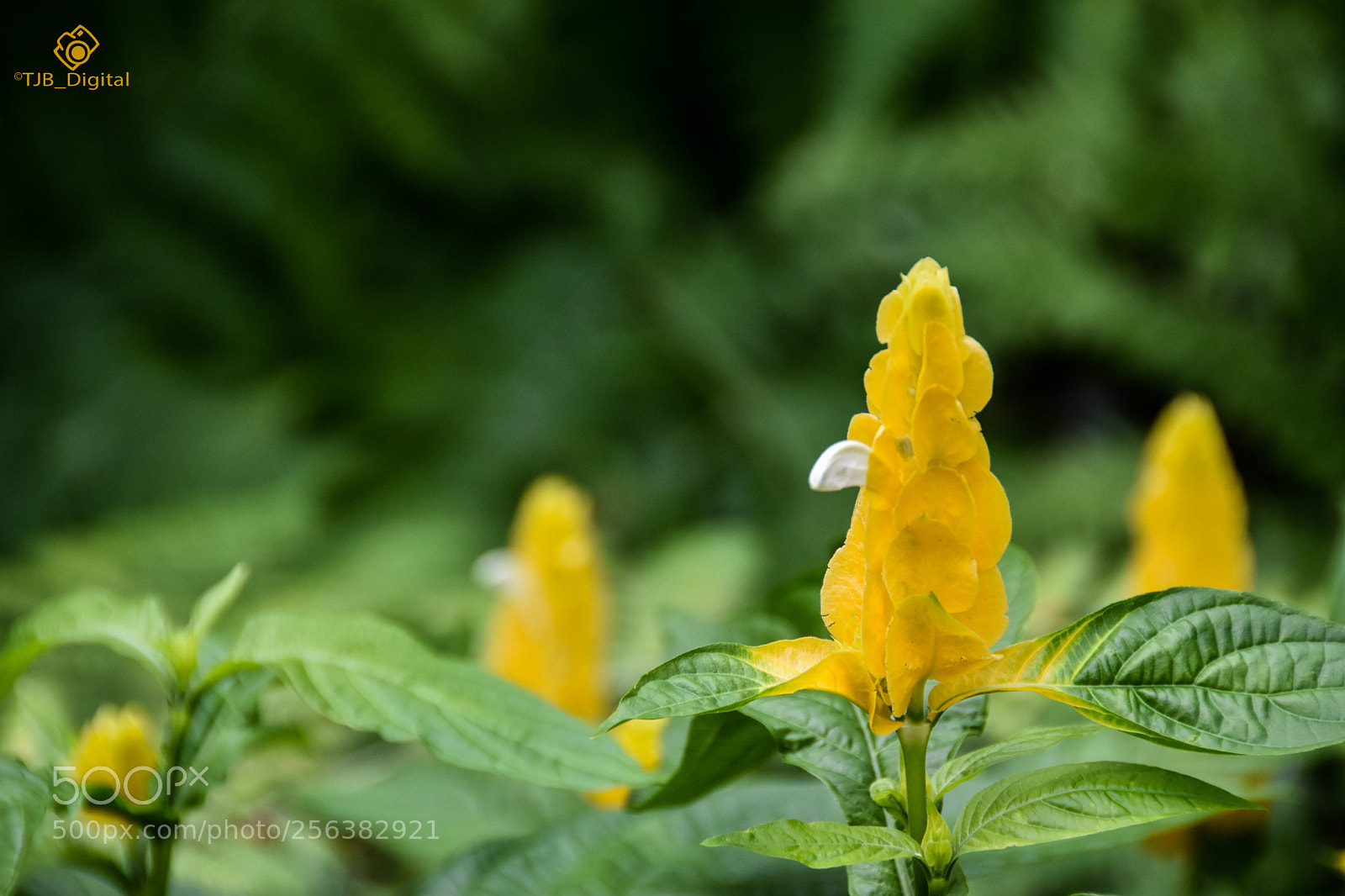Nikon D7200 sample photo. Yellow flowers photography
