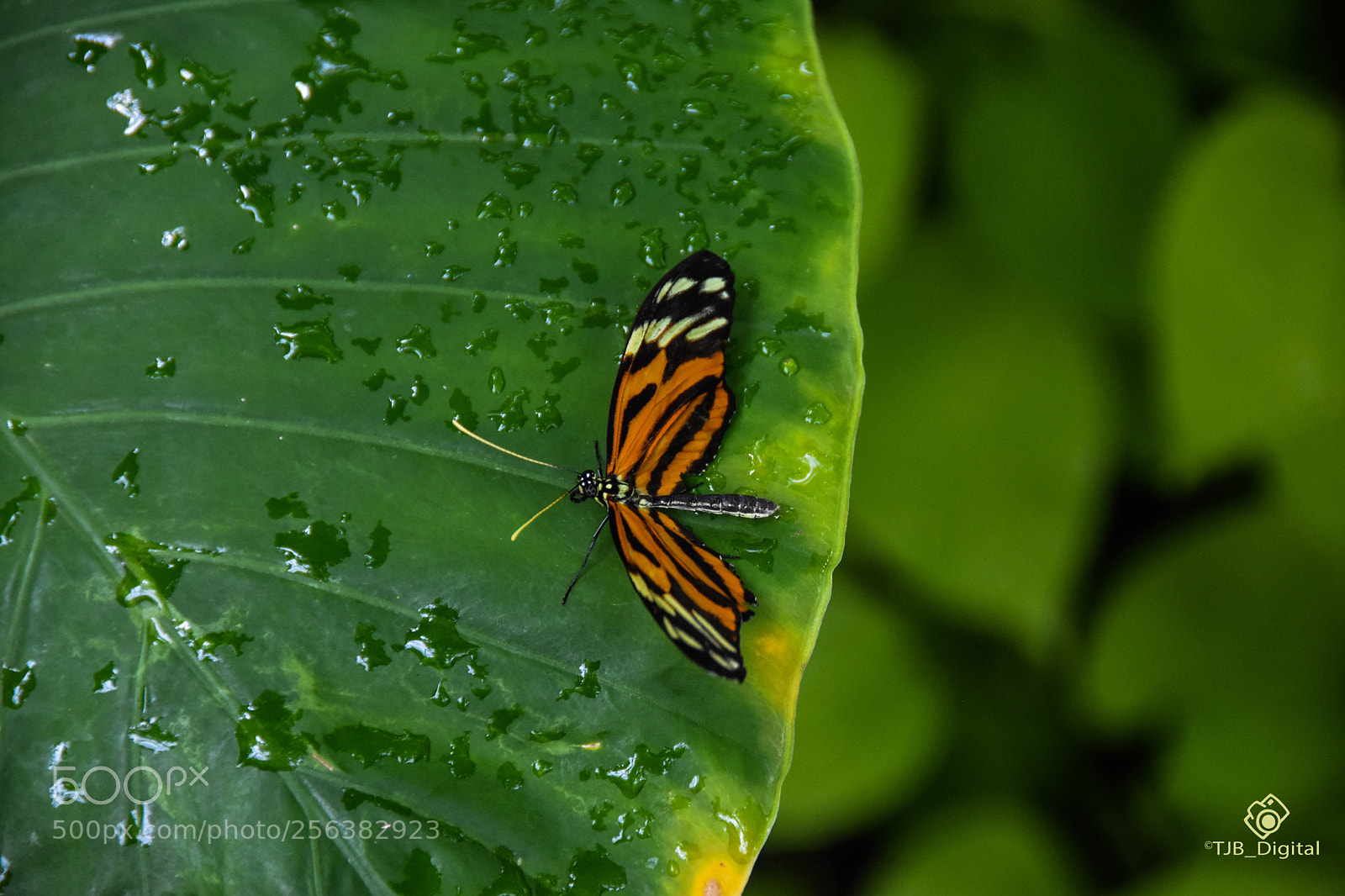 Nikon D7200 sample photo. Butterfly on a leaf photography
