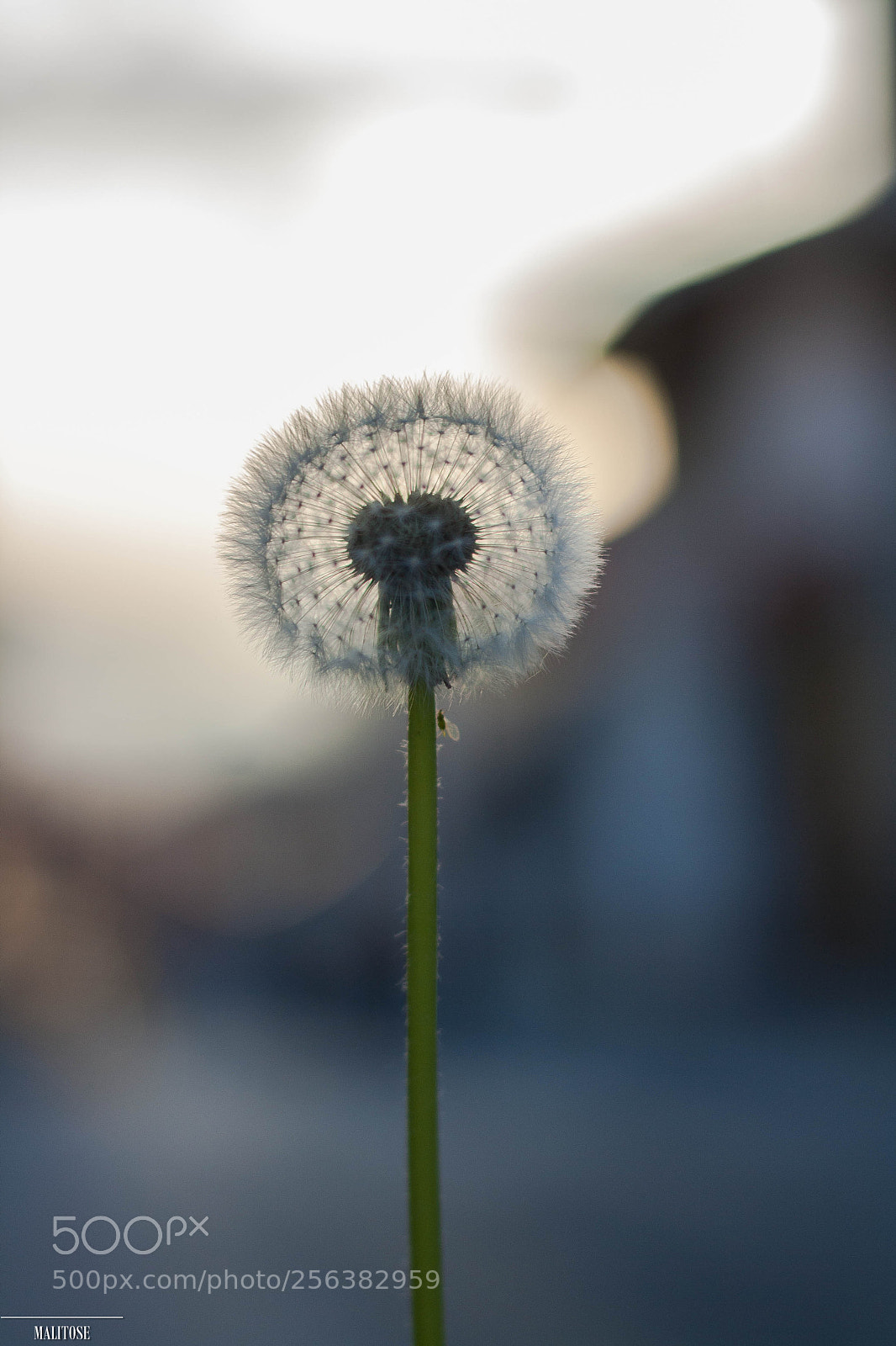 Canon EOS 1000D (EOS Digital Rebel XS / EOS Kiss F) sample photo. First of may photography