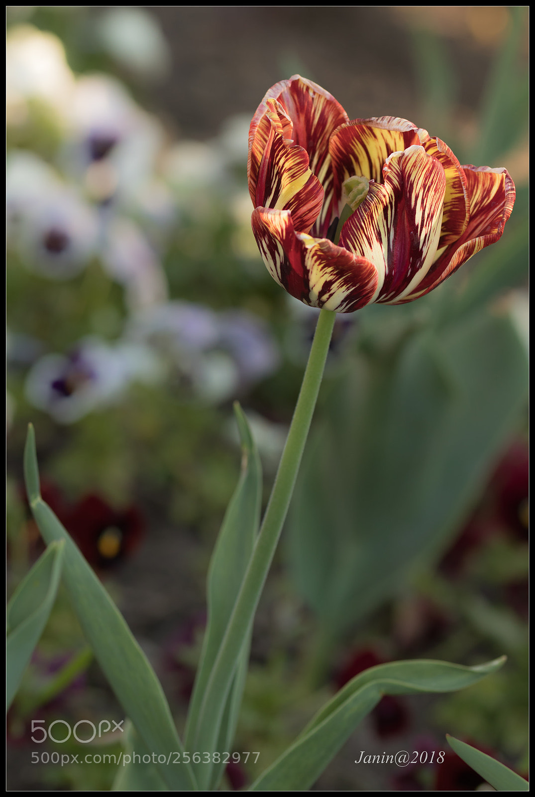 Canon EOS 77D (EOS 9000D / EOS 770D) sample photo. The variegated tulip photography