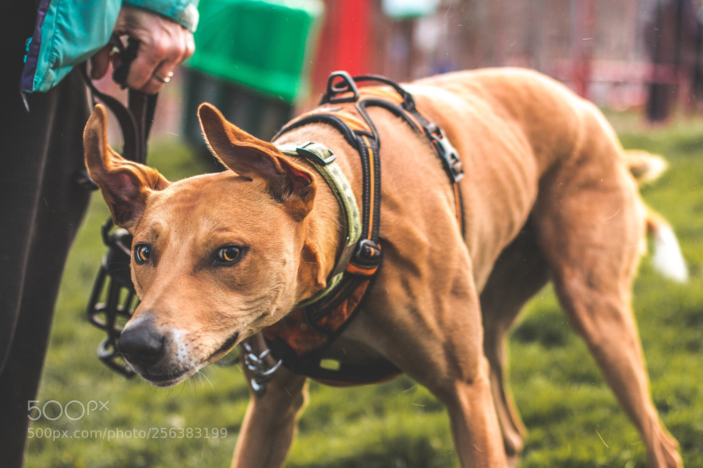 Canon EOS 70D sample photo. Released from muzzle!  photography