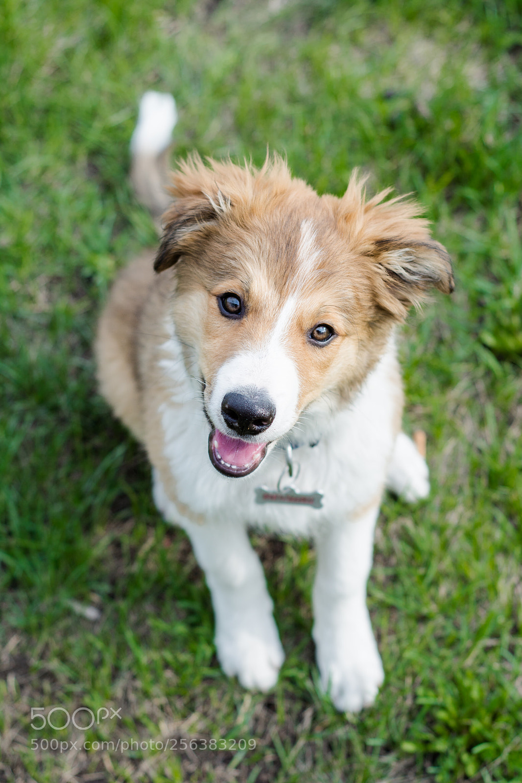 Nikon D7100 sample photo. Sunny puppy photography