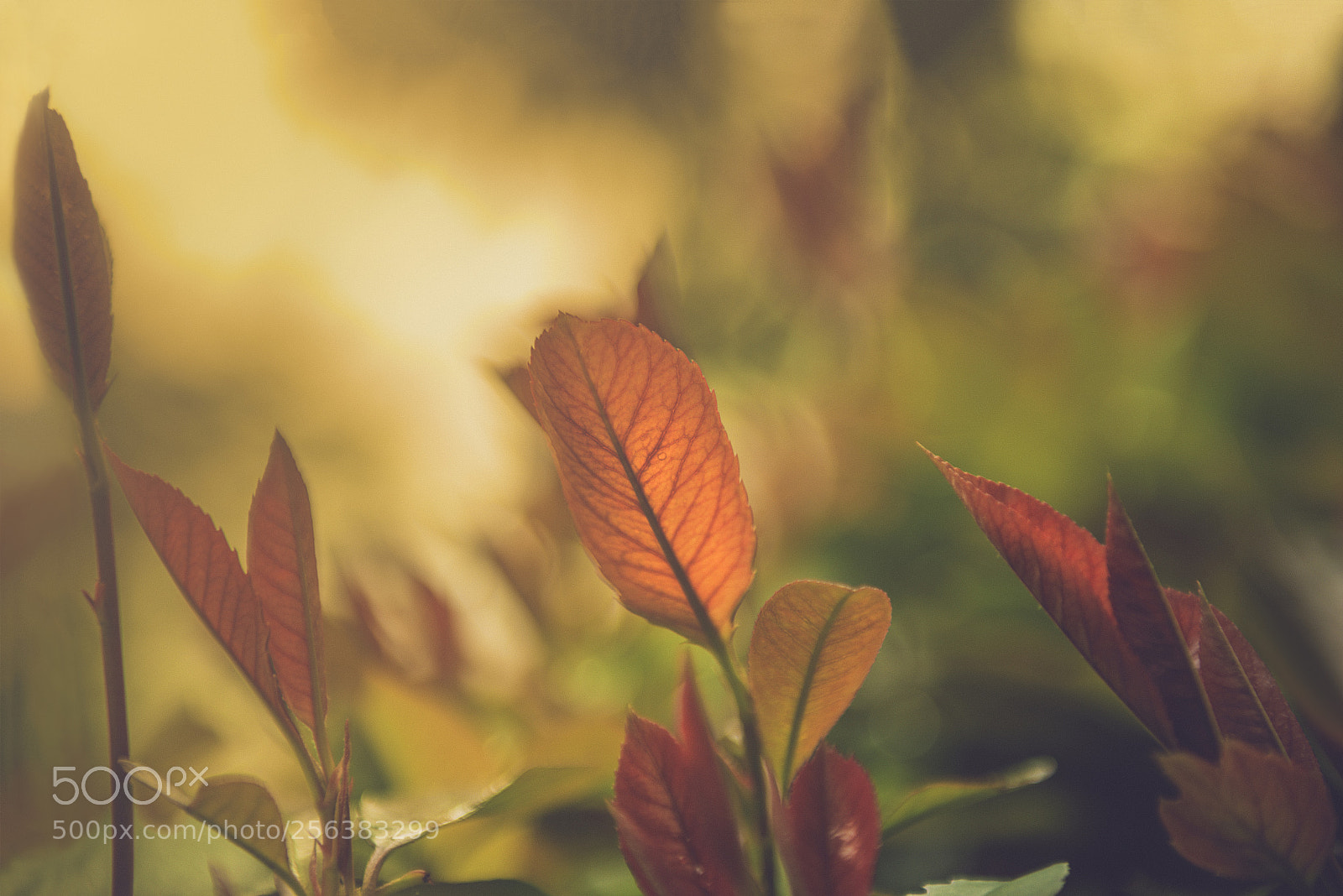 Nikon D600 sample photo. Spring haze photography