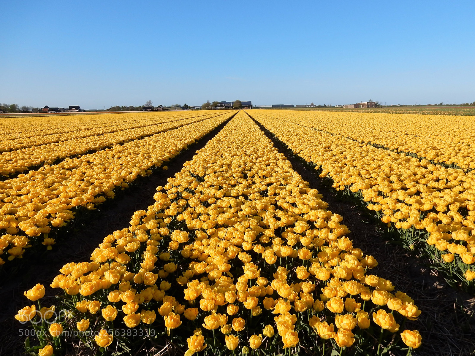 Nikon Coolpix S9900 sample photo. Yellow tulips field photography