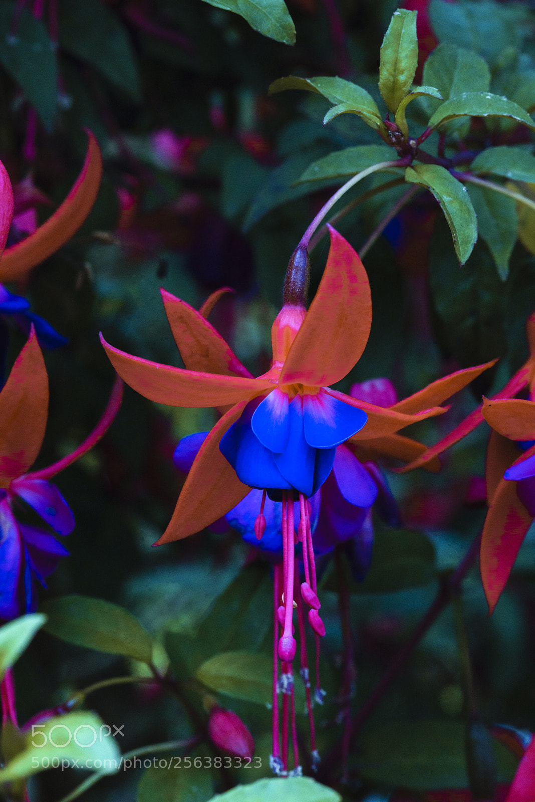 Sony a7R sample photo. And then these flowers photography