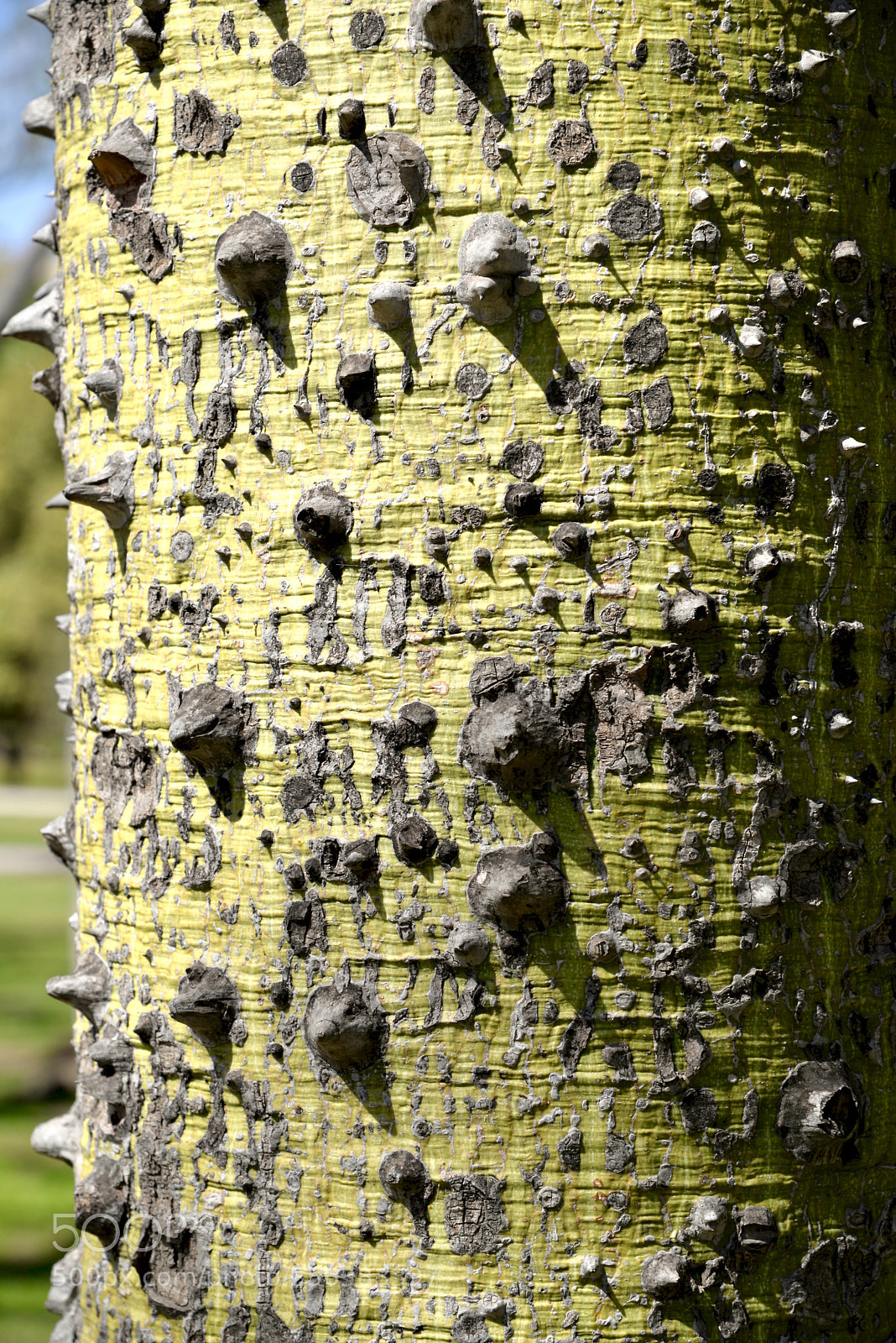Nikon D610 sample photo. Dragon skin tree photography