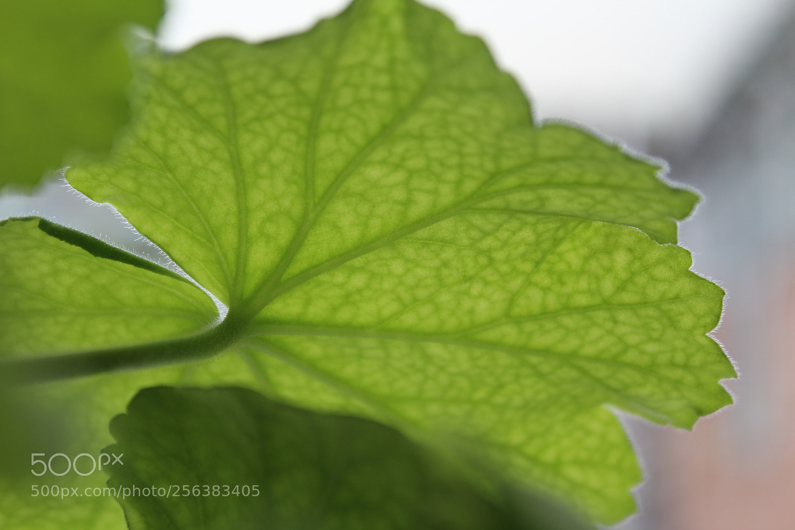 Canon EOS 1200D (EOS Rebel T5 / EOS Kiss X70 / EOS Hi) sample photo. Leafy green photography