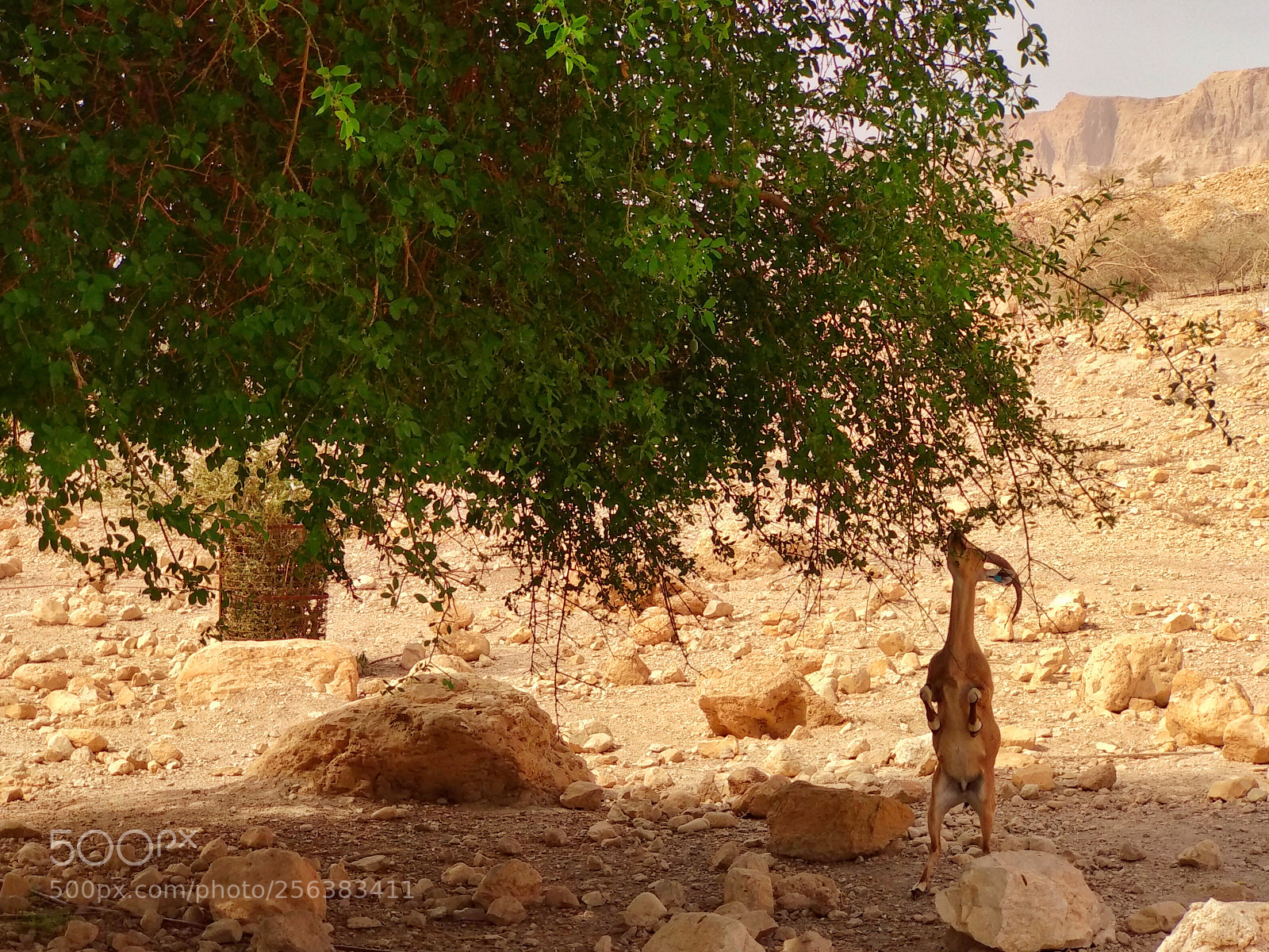 Xiaomi Mi A1 sample photo. Ibex in the desert photography
