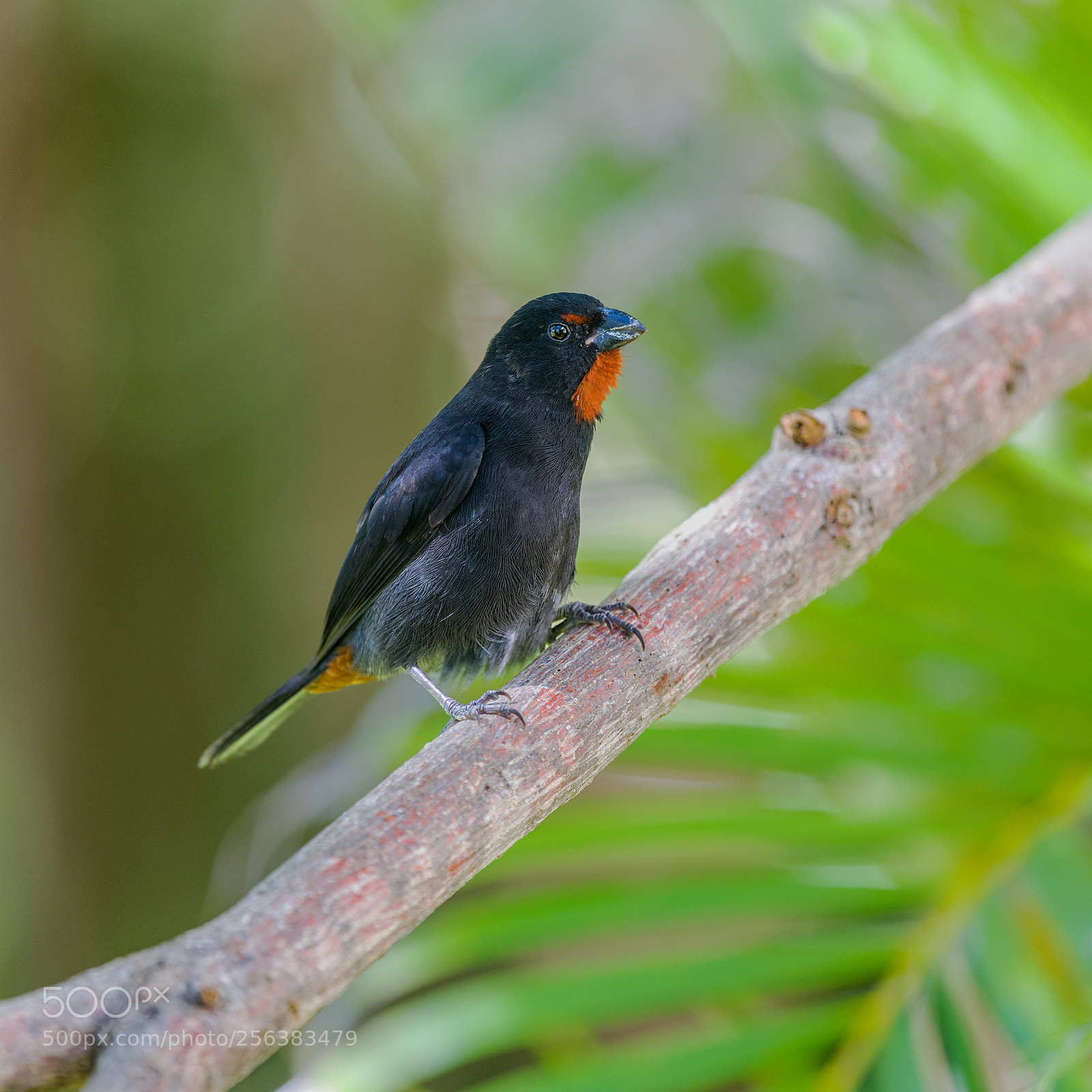 Nikon D850 sample photo. Lesser antillean bullfinch photography