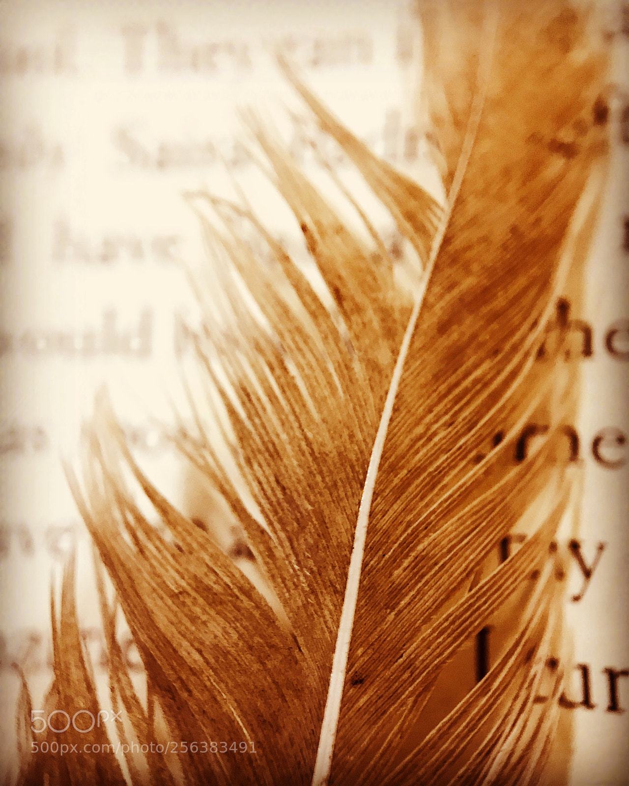 Apple iPhone 7 sample photo. Feathers  photography