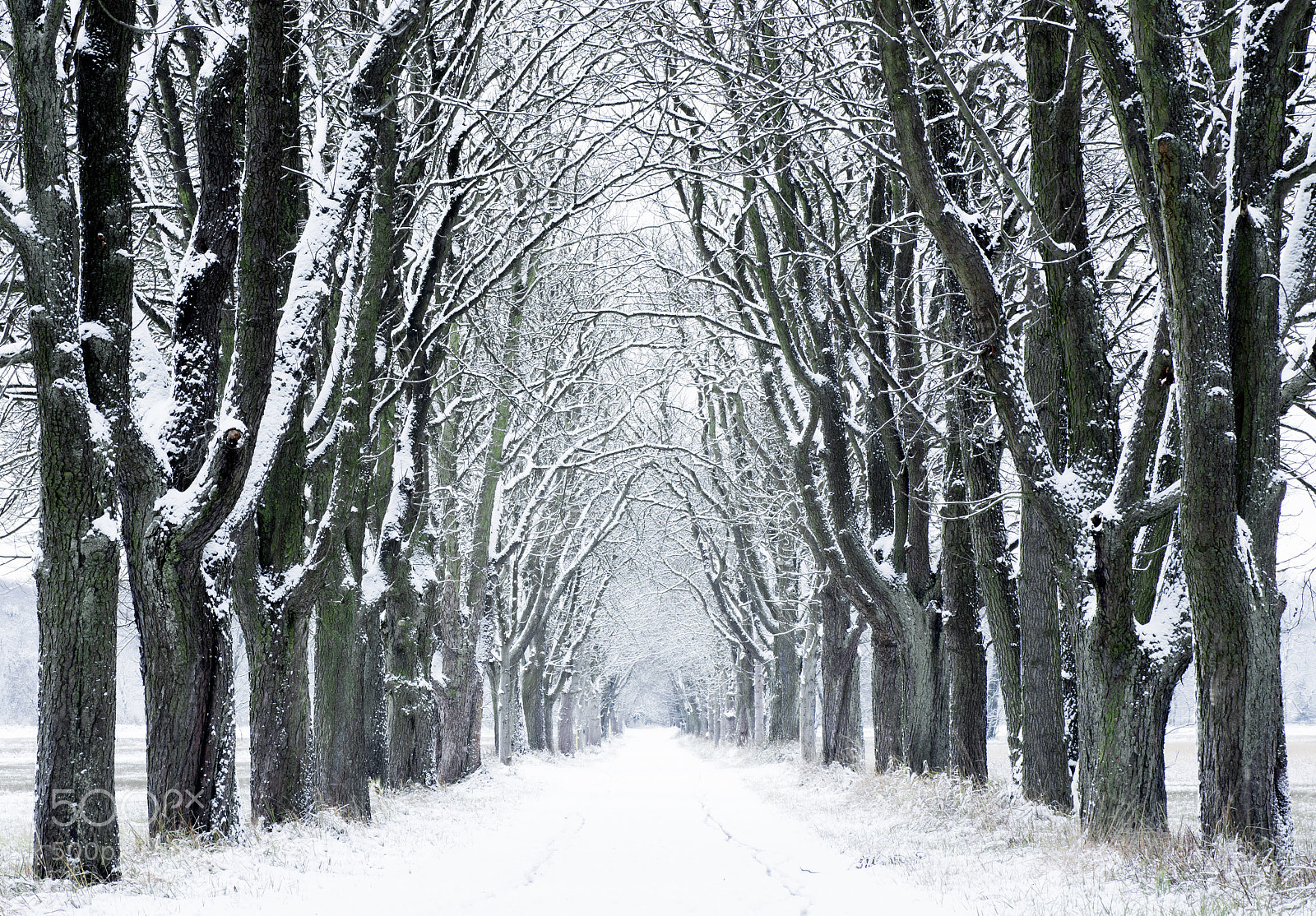 Pentax K-5 sample photo. Winter forest landscape photography