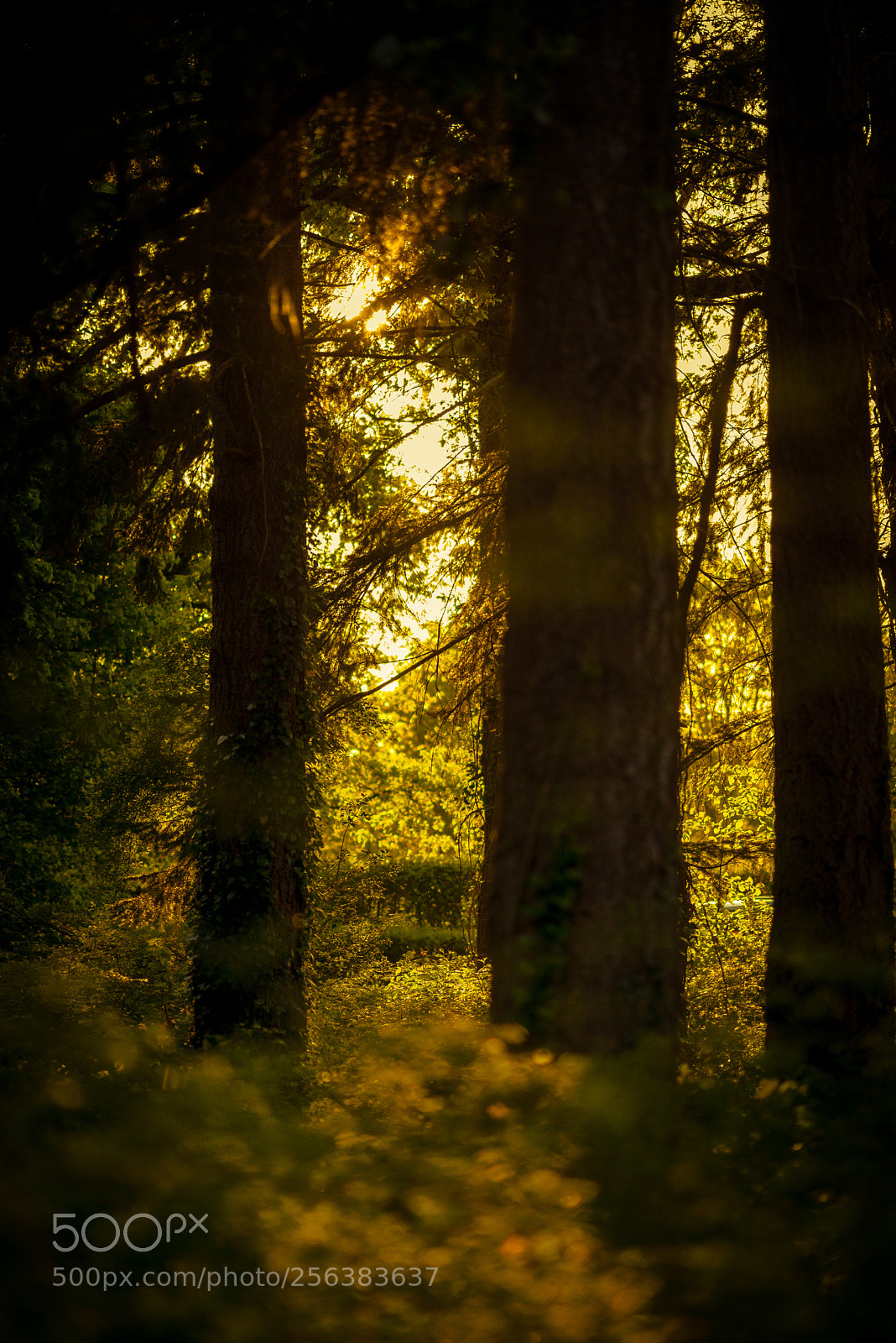 Nikon D610 sample photo. Golden hour photography