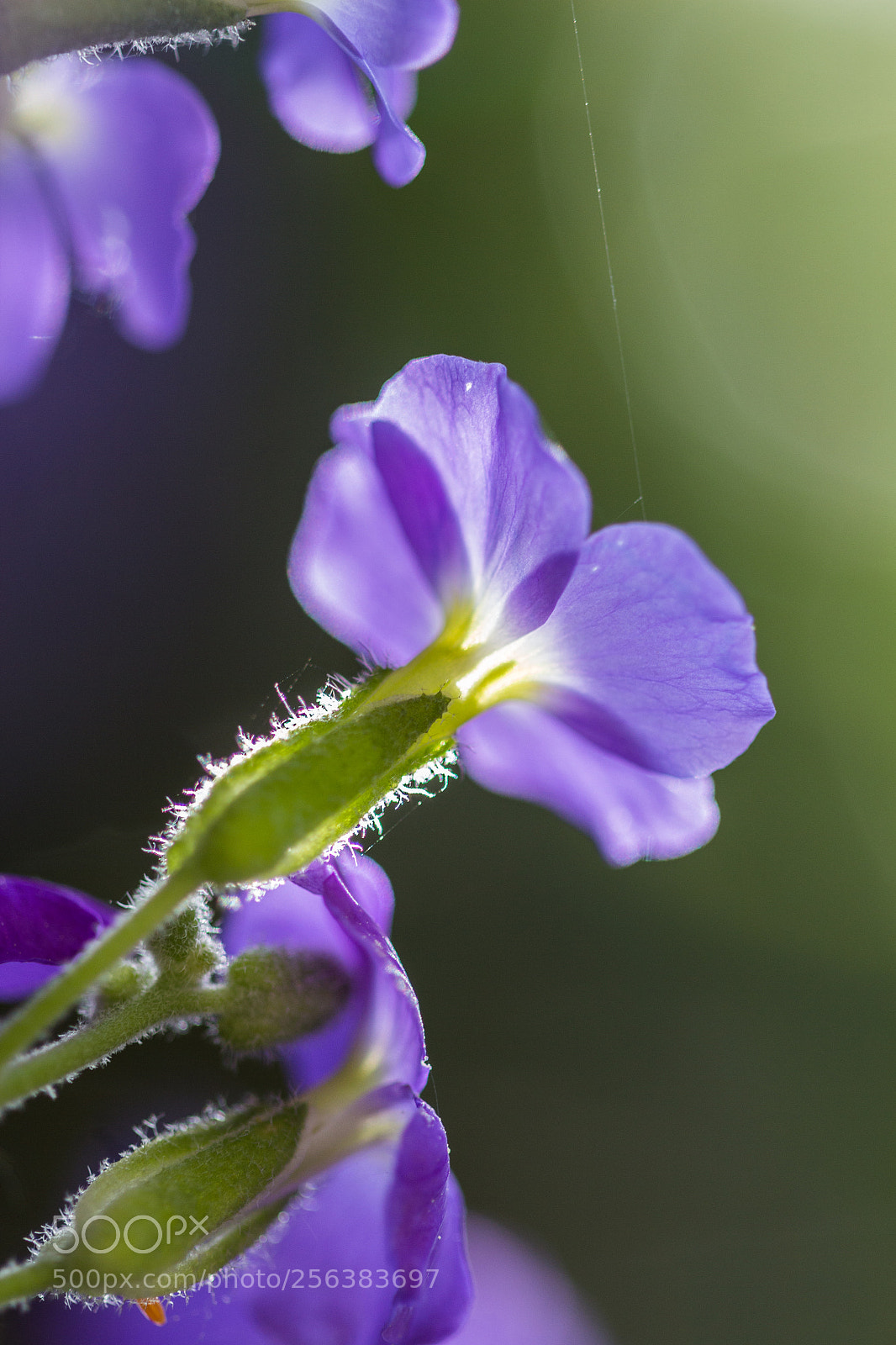 Canon EOS 650D (EOS Rebel T4i / EOS Kiss X6i) sample photo. Bright flower photography