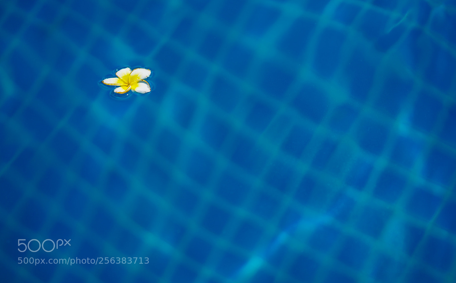 Sony a7R II sample photo. Floating flower photography