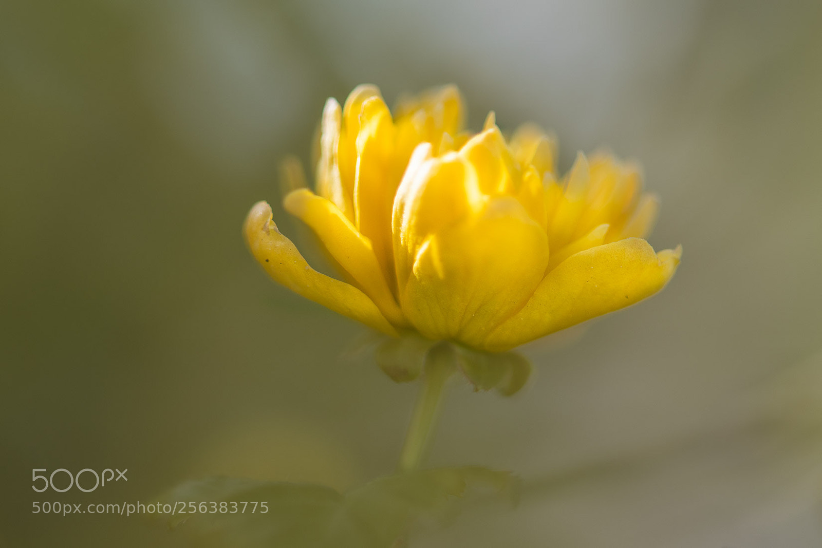 Nikon D500 sample photo. A surprise photography