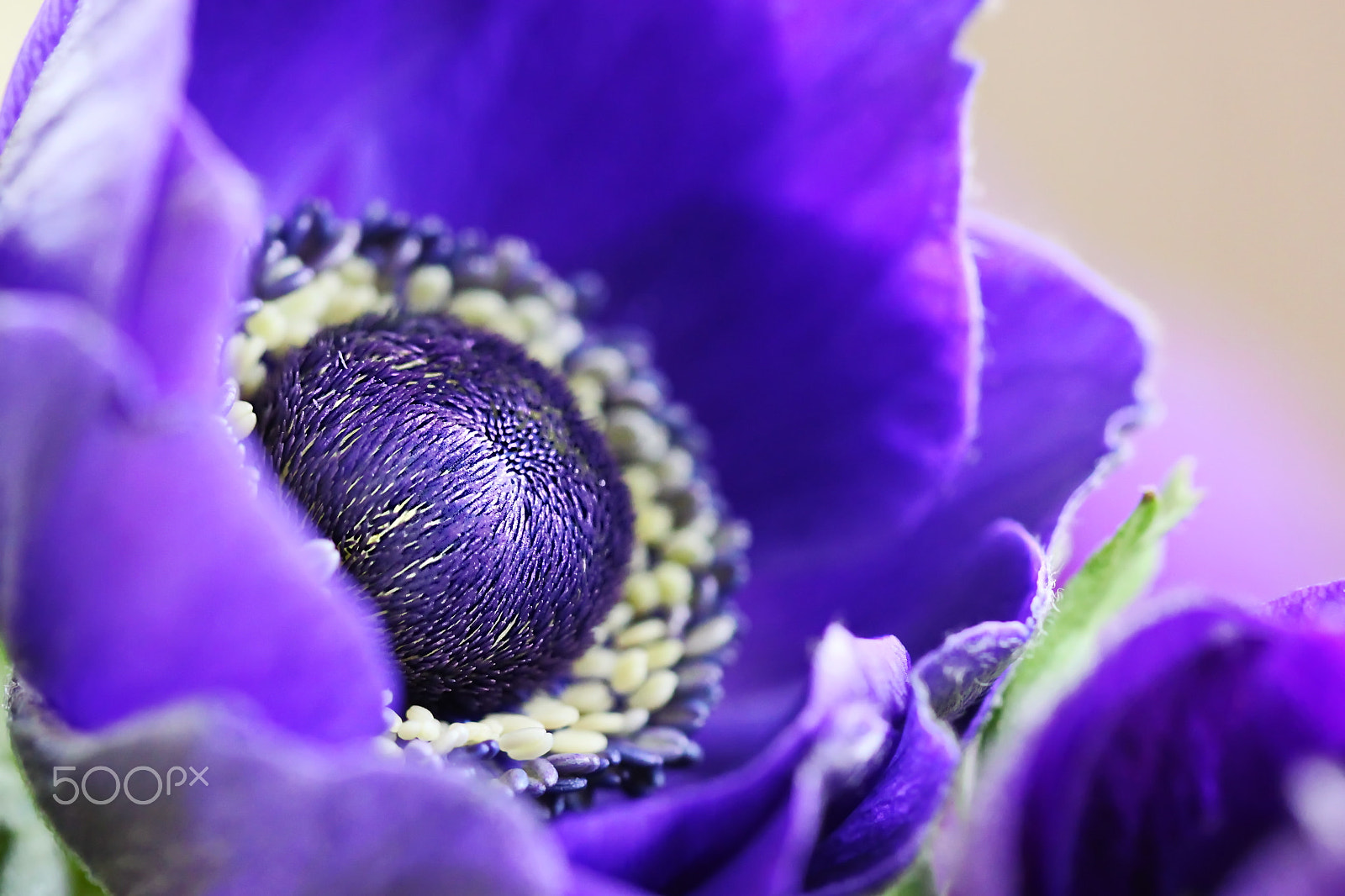 Canon EOS 500D (EOS Rebel T1i / EOS Kiss X3) sample photo. Anemone... photography
