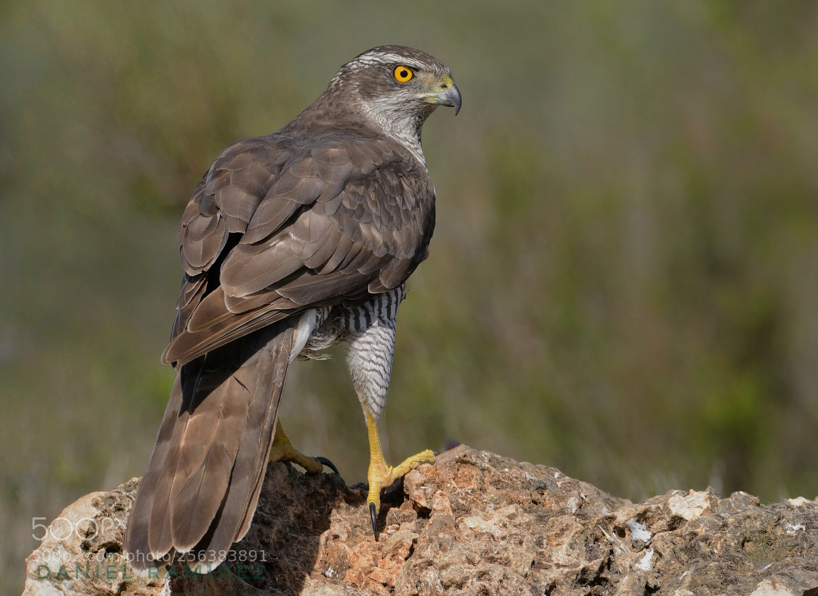 Nikon D7100 sample photo. Azor (accipiter gentilis) photography