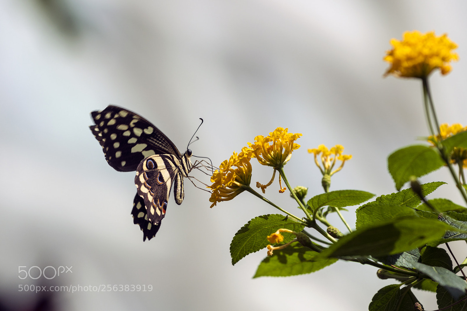 Nikon D850 sample photo. Untitled photography