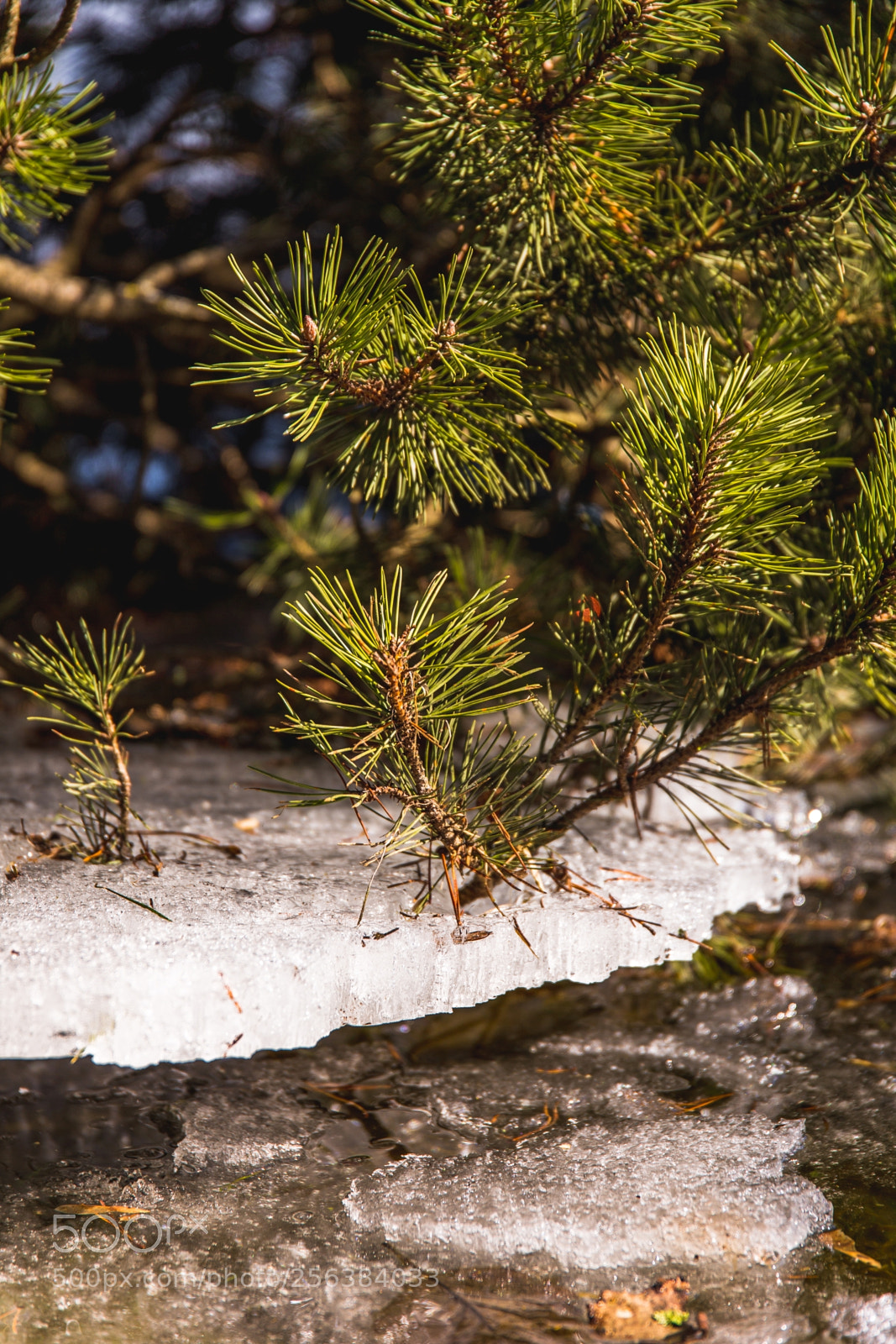 Canon EOS 6D sample photo. Tree lifting ice photography
