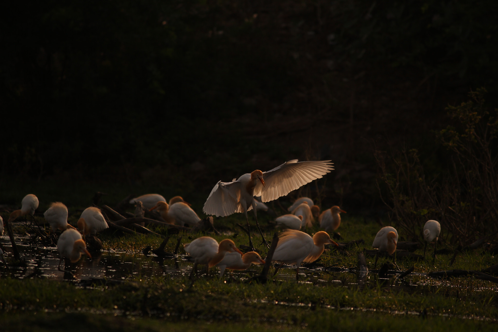 Canon EF-S 55-250mm F4-5.6 IS II sample photo. The feathered beauty ! photography