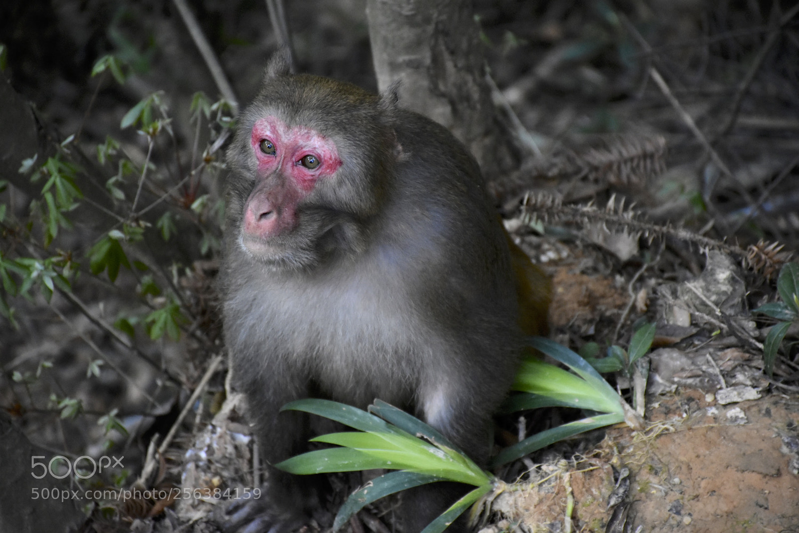 Nikon D7200 sample photo. Mischievousmonkeysofzhangjiajie photography