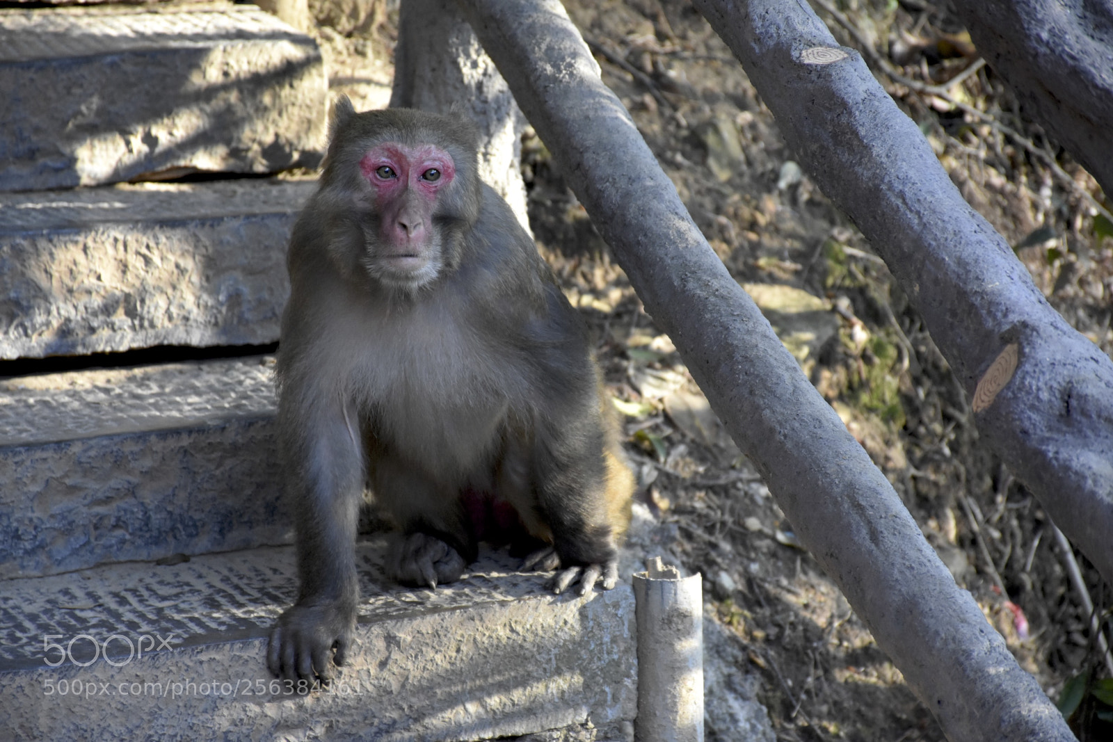 Nikon D7200 sample photo. Mischievousmonkeysofzhangjiajie photography