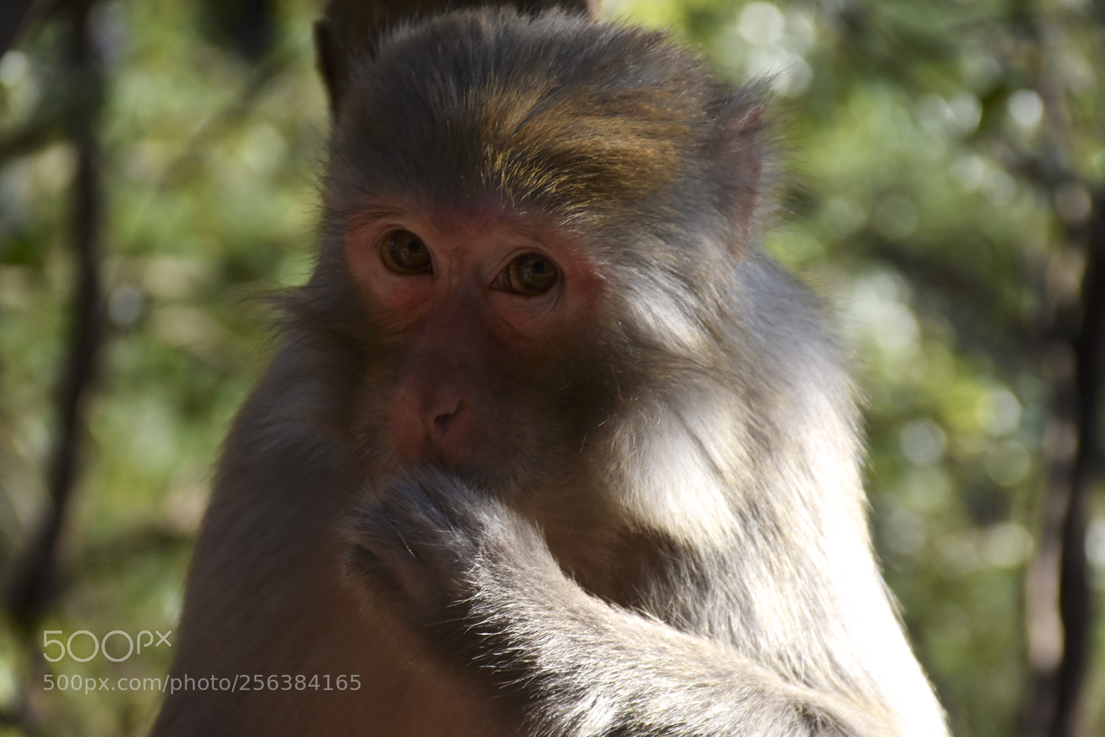 Nikon D7200 sample photo. Mischievousmonkeysofzhangjiajie photography
