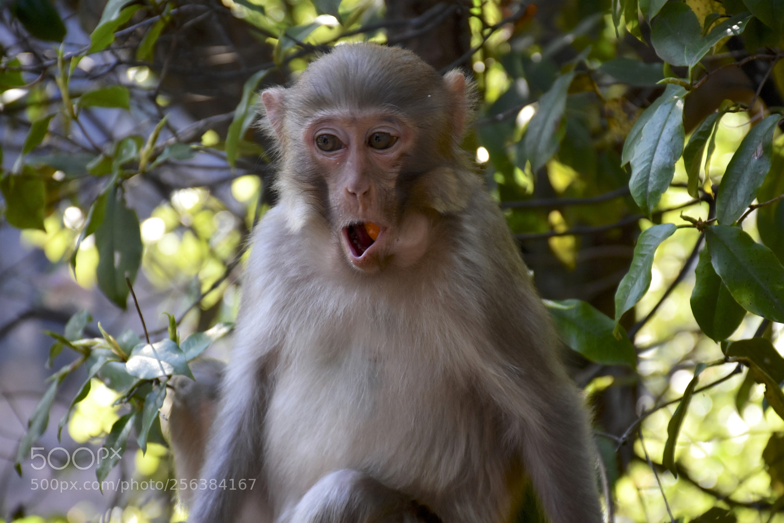 Nikon D7200 sample photo. Mischievousmonkeysofzhangjiajie photography