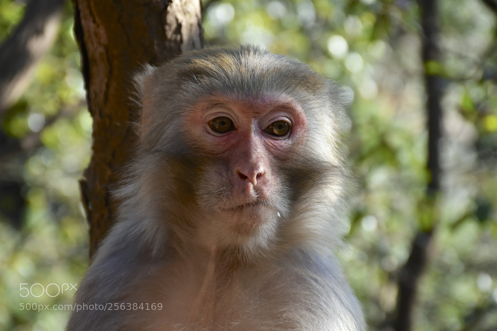 Nikon D7200 sample photo. Mischievousmonkeysofzhangjiajie photography