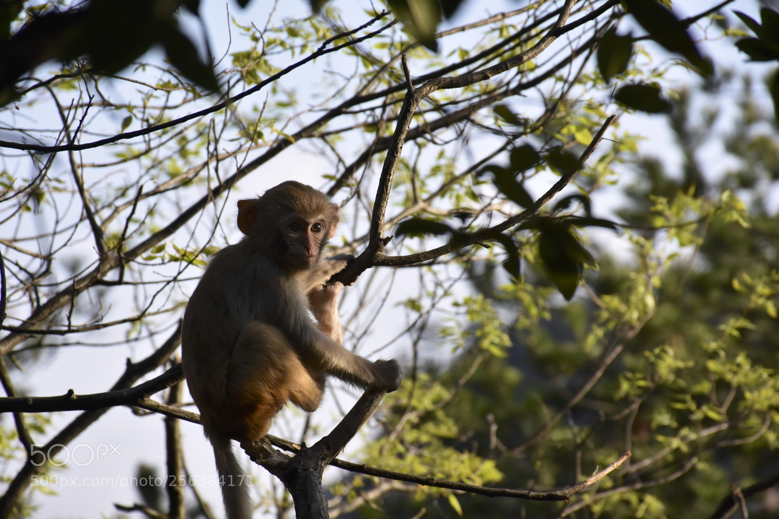 Nikon D7200 sample photo. Mischievousmonkeysofzhangjiajie photography