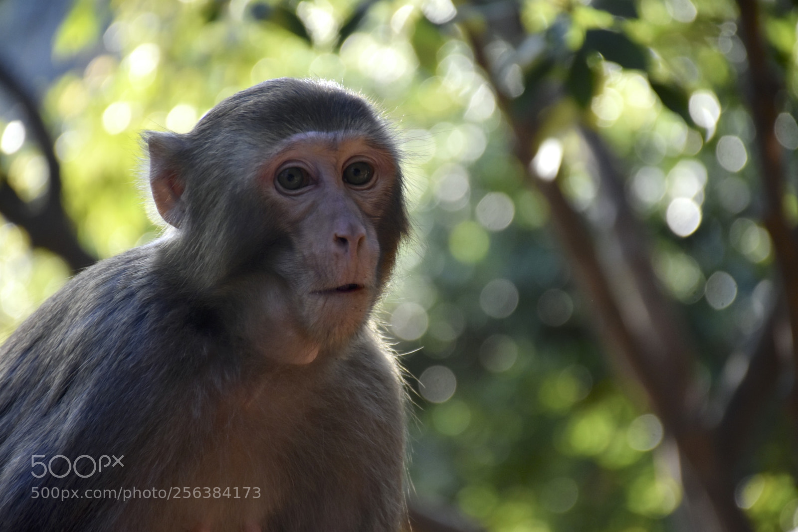 Nikon D7200 sample photo. Mischievousmonkeysofzhangjiajie photography