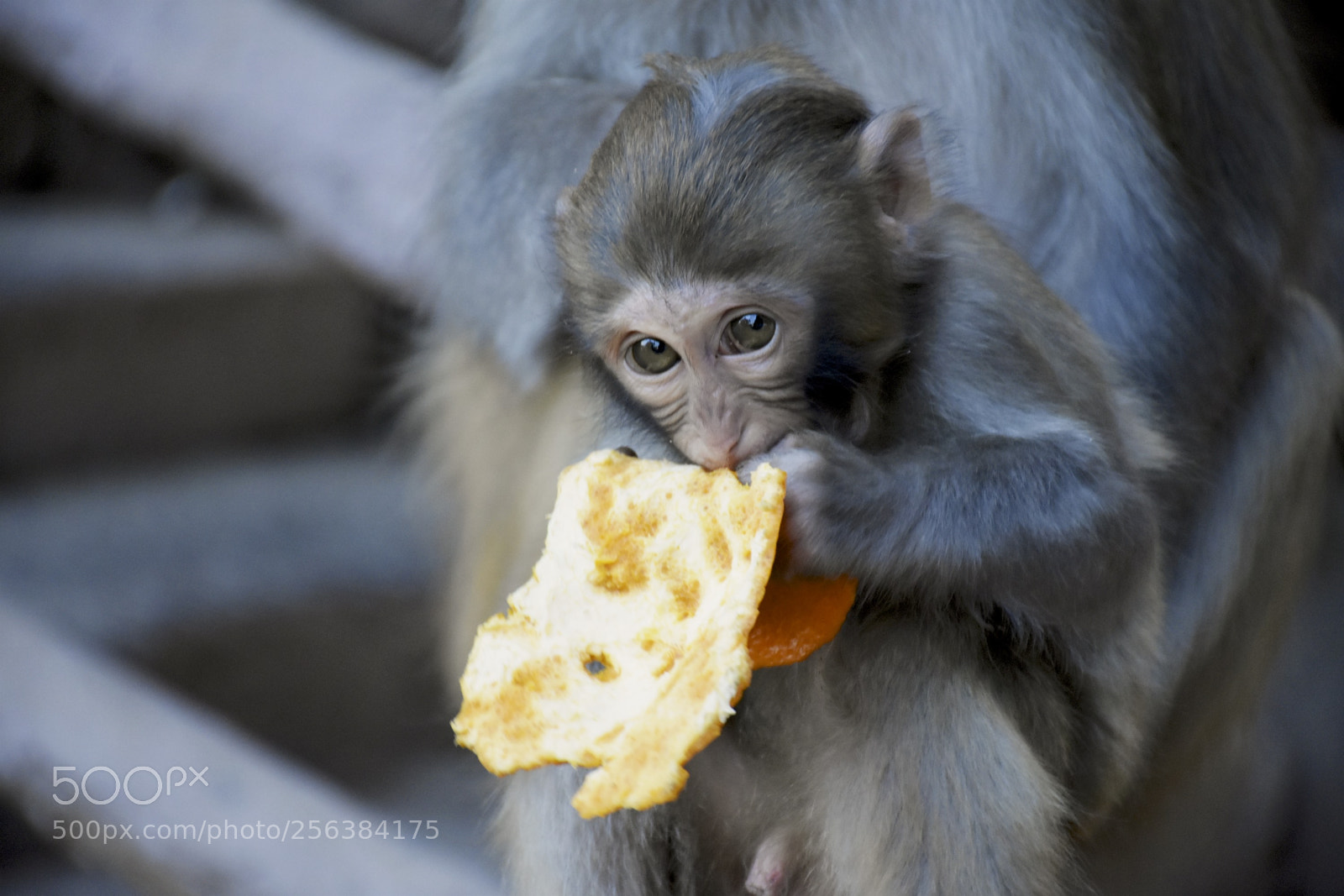 Nikon D7200 sample photo. Mischievousmonkeysofzhangjiajie photography