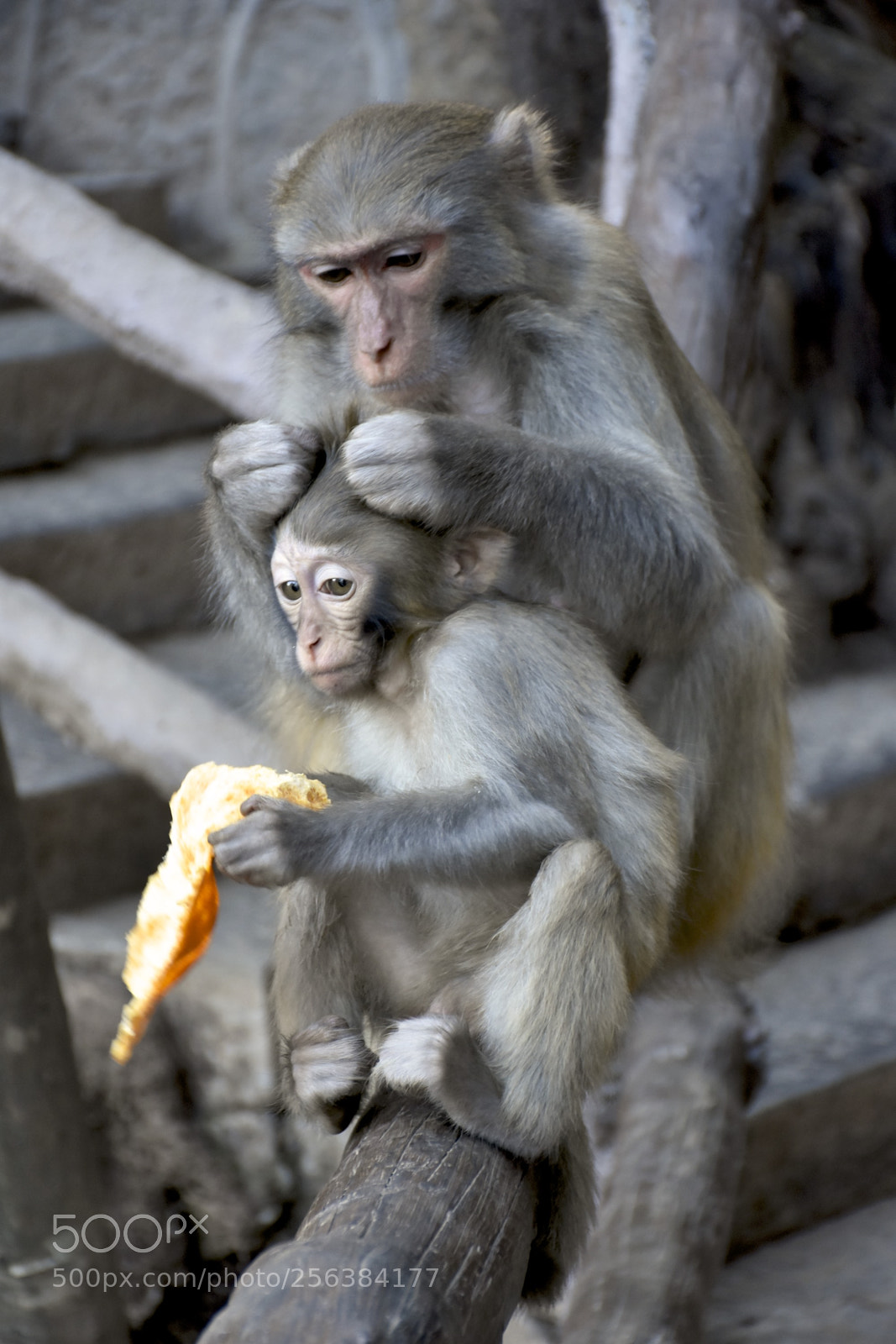 Nikon D7200 sample photo. Mischievousmonkeysofzhangjiajie photography
