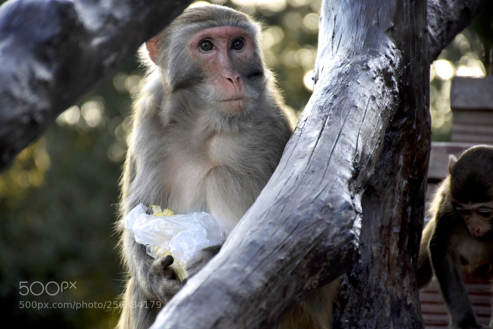 Nikon D7200 sample photo. Mischievousmonkeysofzhangjiajie photography