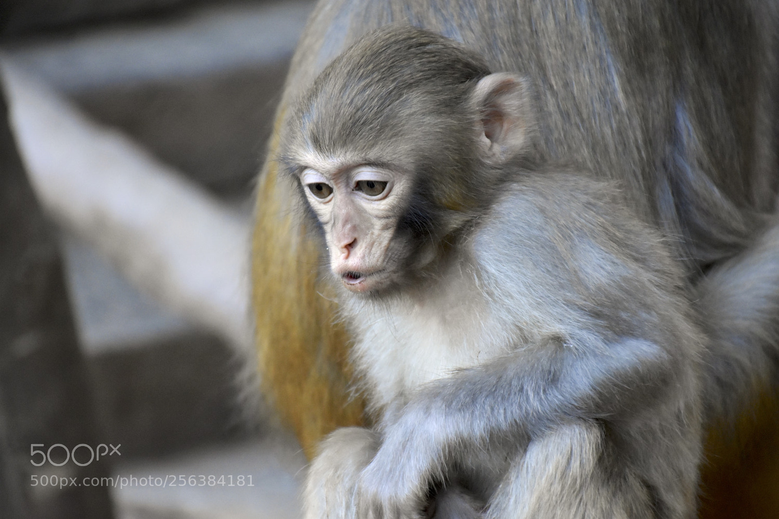Nikon D7200 sample photo. Mischievousmonkeysofzhangjiajie photography