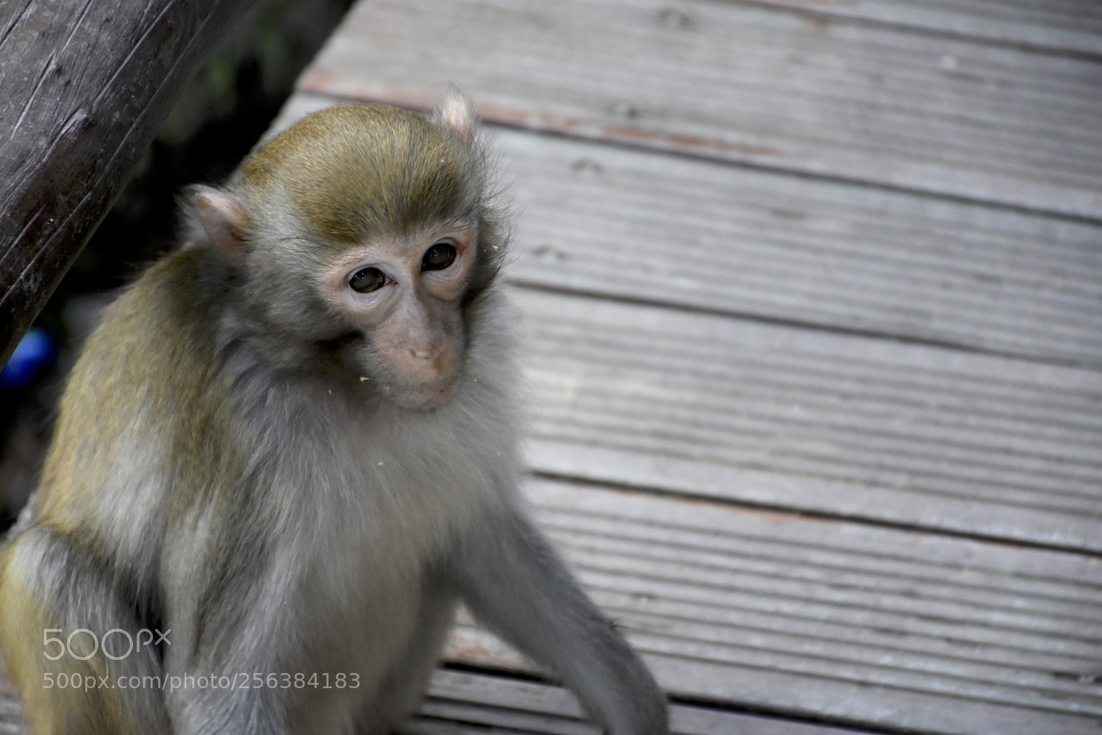 Nikon D7200 sample photo. Mischievousmonkeysofzhangjiajie photography