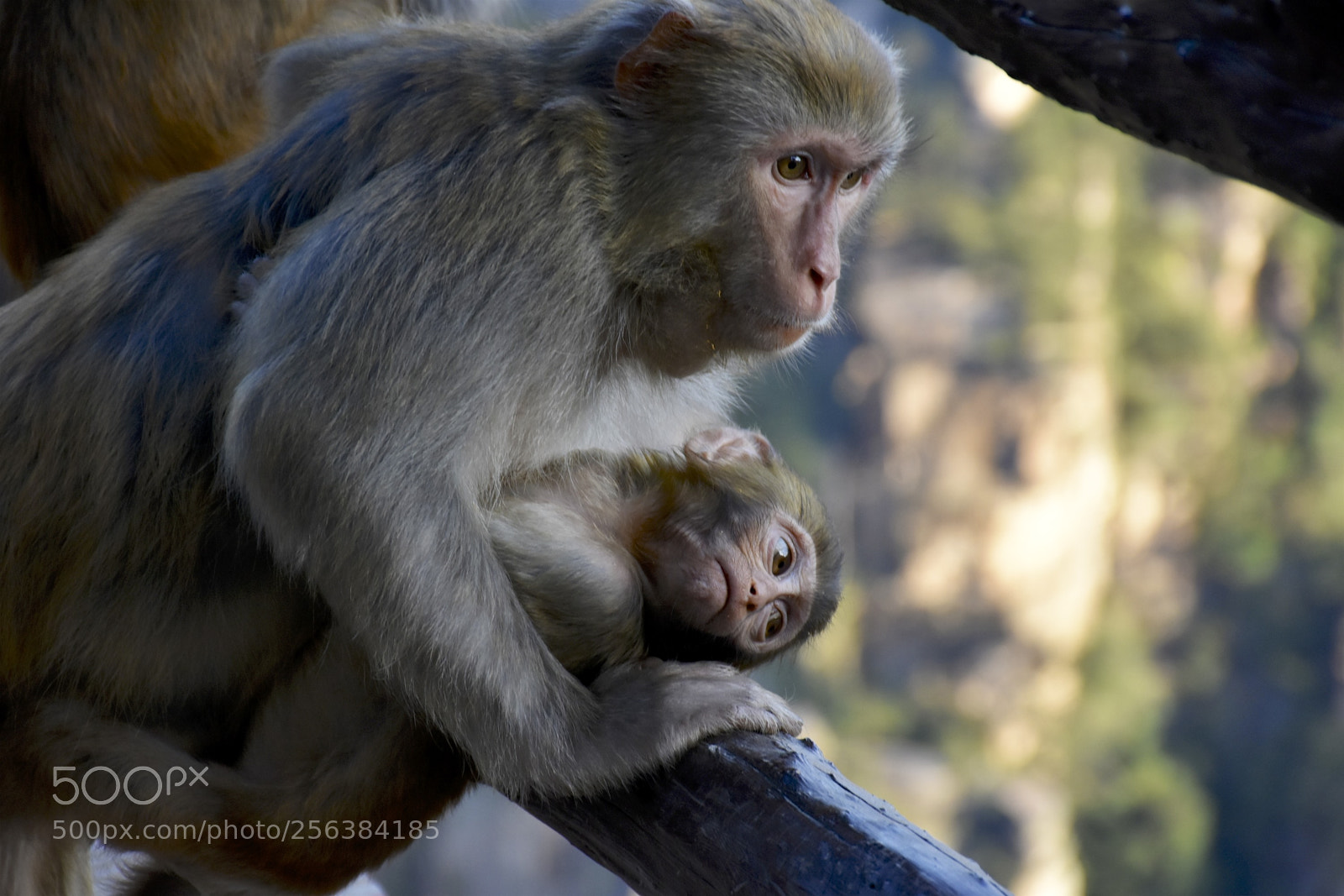 Nikon D7200 sample photo. Mischievousmonkeysofzhangjiajie photography
