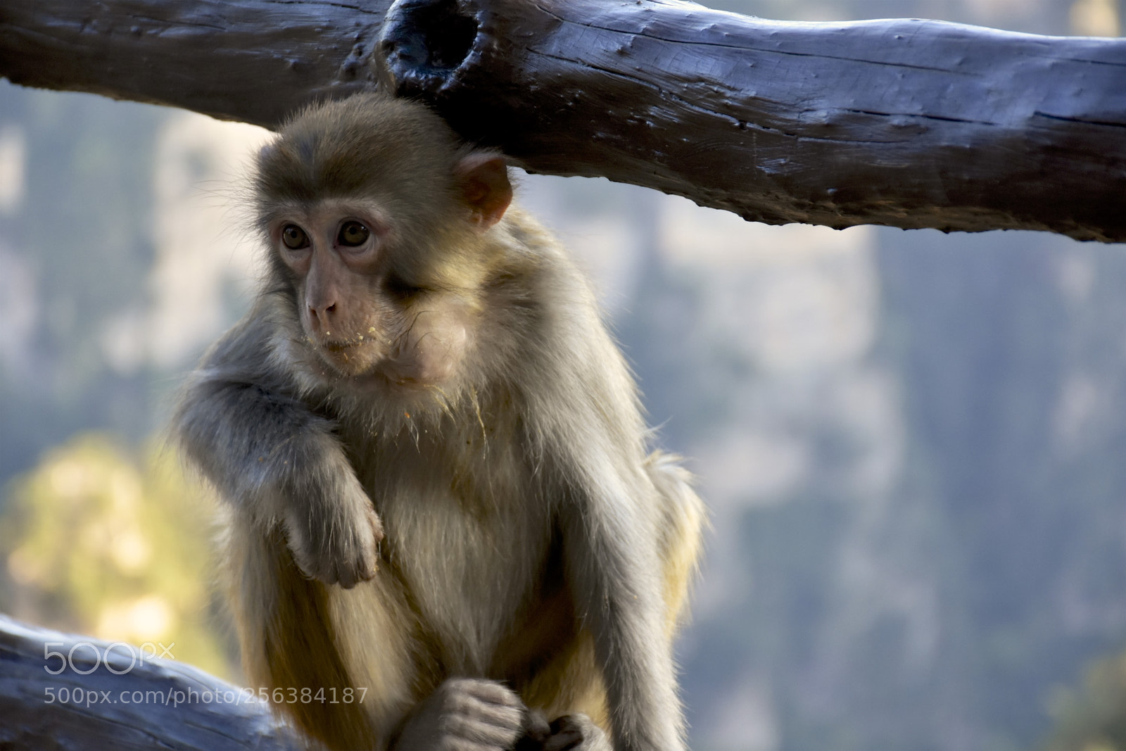 Nikon D7200 sample photo. Mischievousmonkeysofzhangjiajie photography