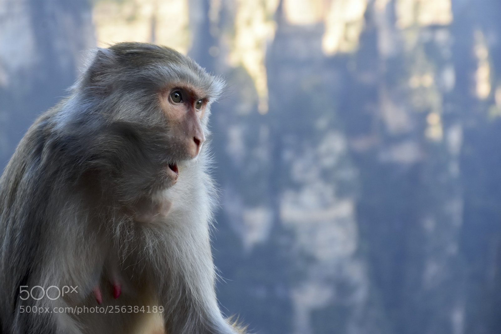 Nikon D7200 sample photo. Mischievousmonkeysofzhangjiajie photography