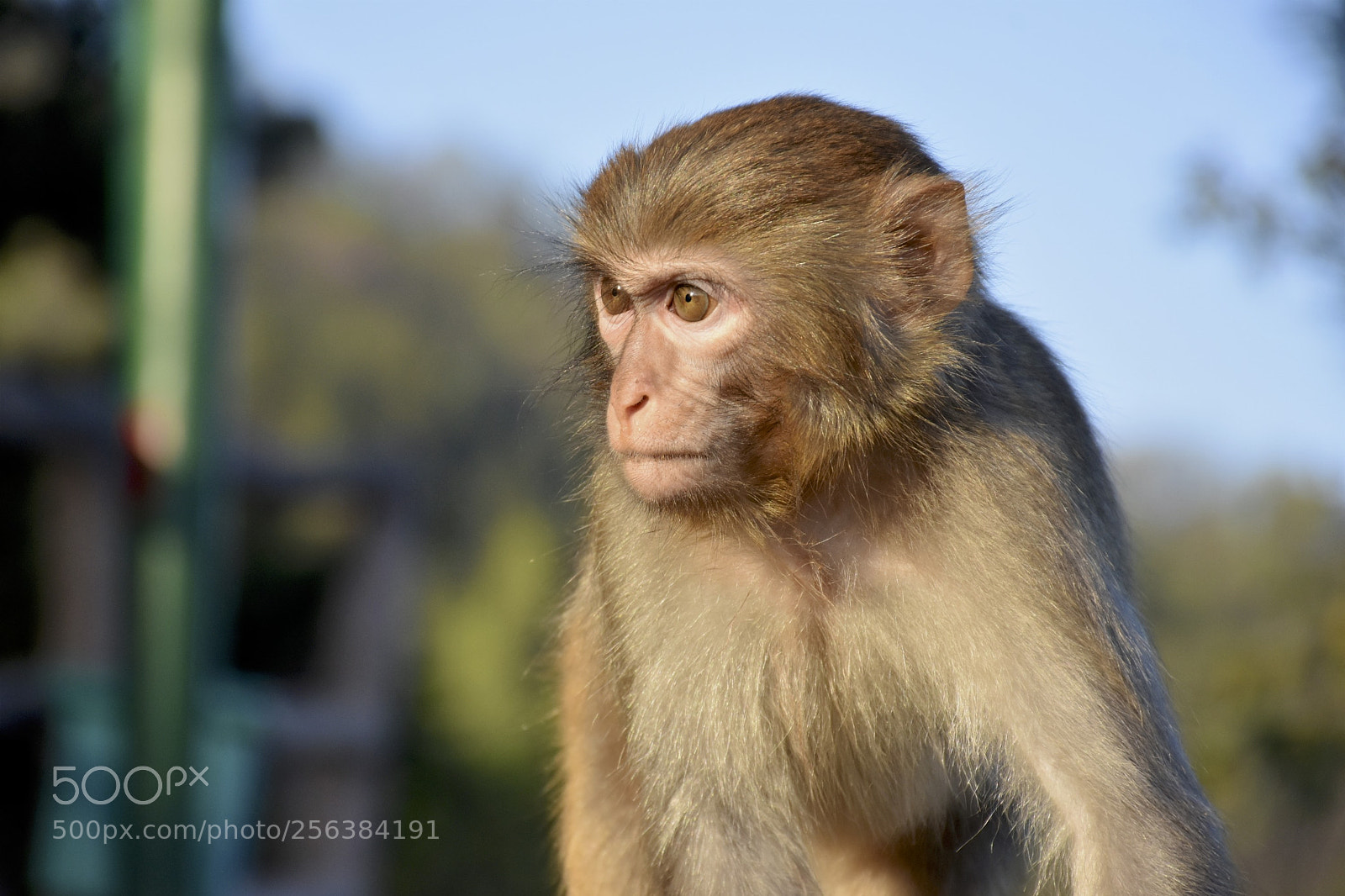 Nikon D7200 sample photo. Mischievousmonkeysofzhangjiajie photography