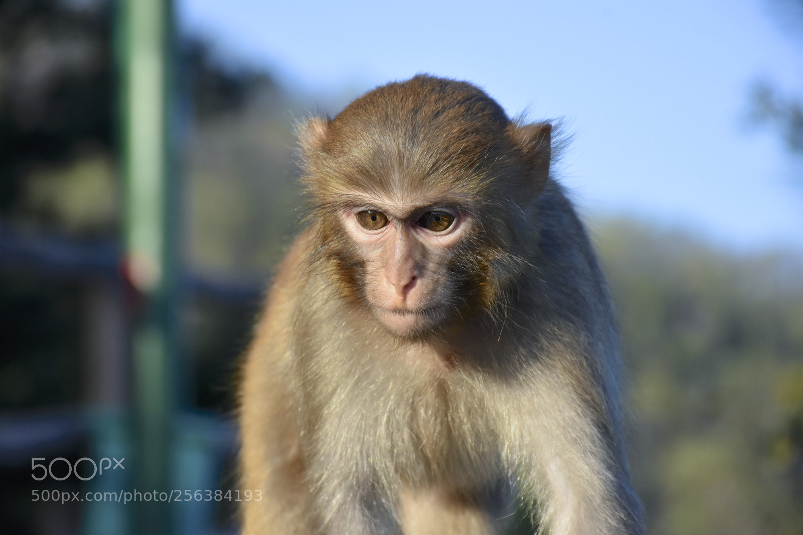 Nikon D7200 sample photo. Mischievousmonkeysofzhangjiajie photography