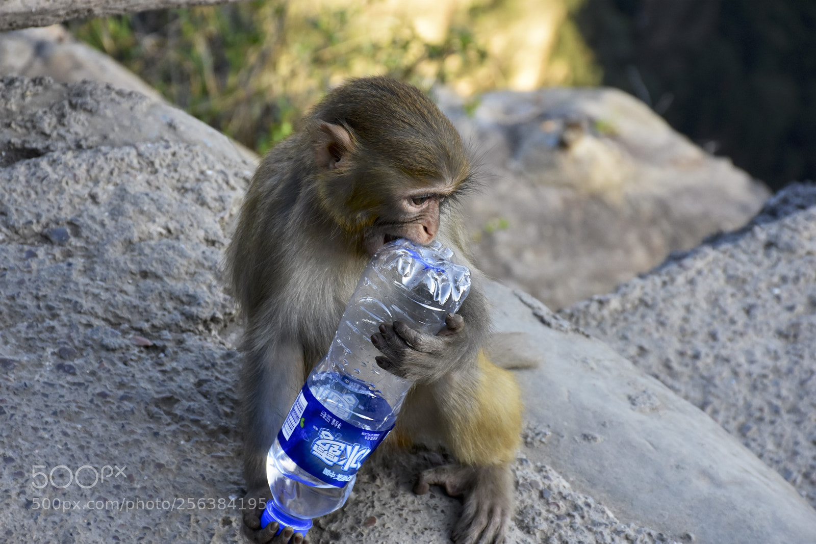 Nikon D7200 sample photo. Mischievousmonkeysofzhangjiajie photography