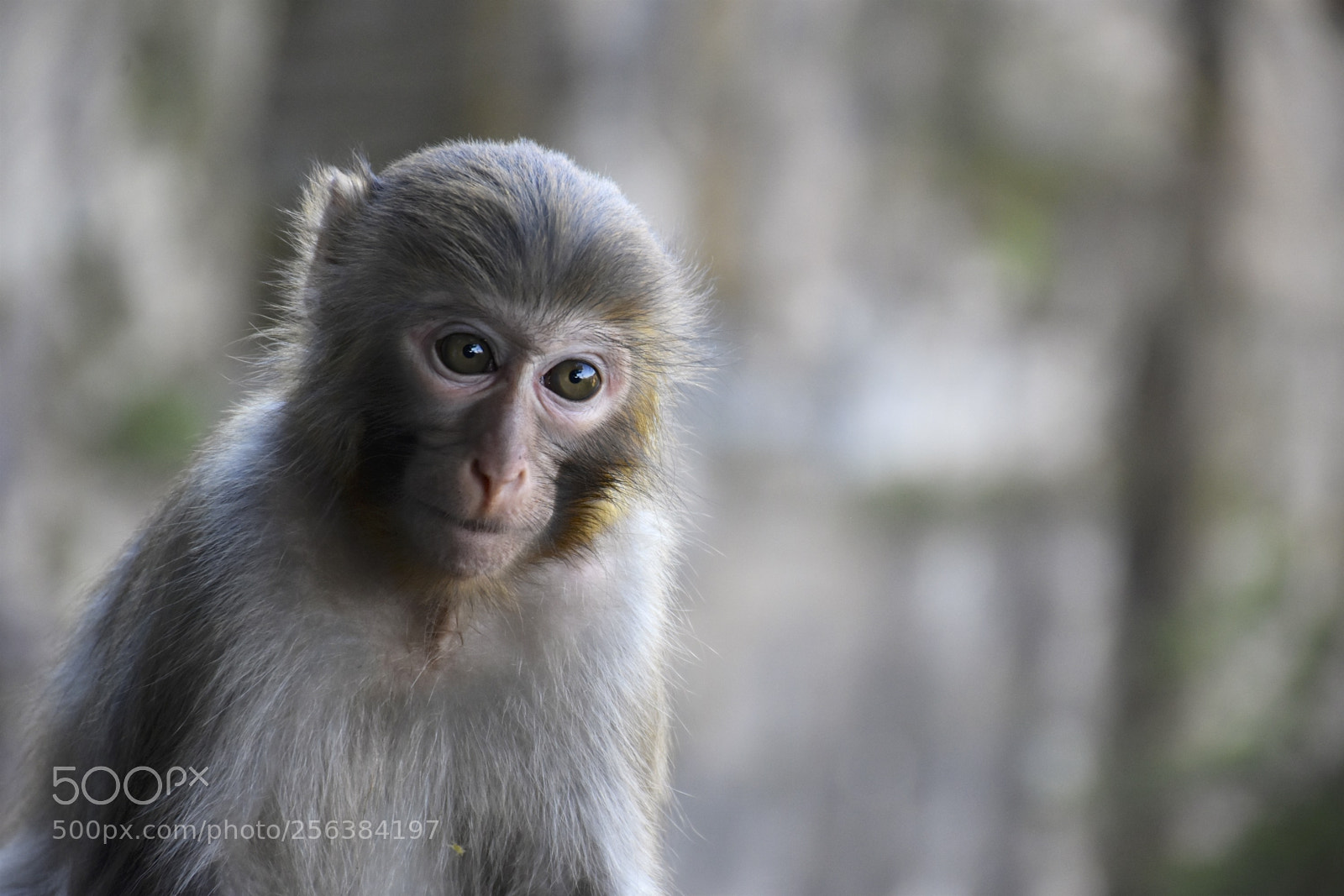 Nikon D7200 sample photo. Mischievousmonkeysofzhangjiajie photography