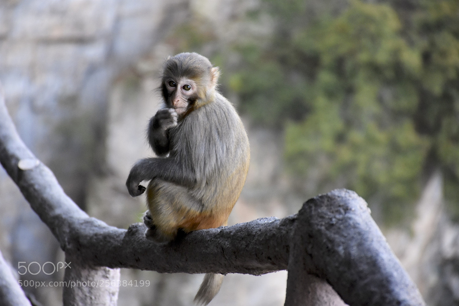 Nikon D7200 sample photo. Mischievousmonkeysofzhangjiajie photography