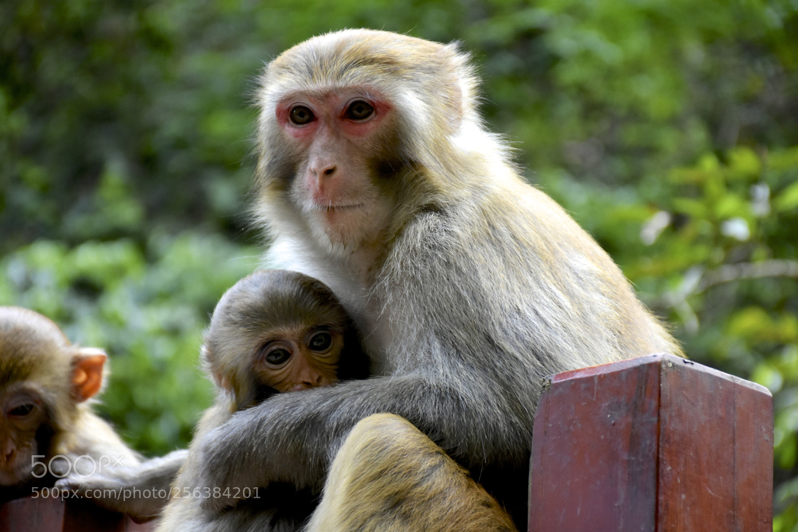 Nikon D7200 sample photo. Mischievousmonkeysofzhangjiajie photography