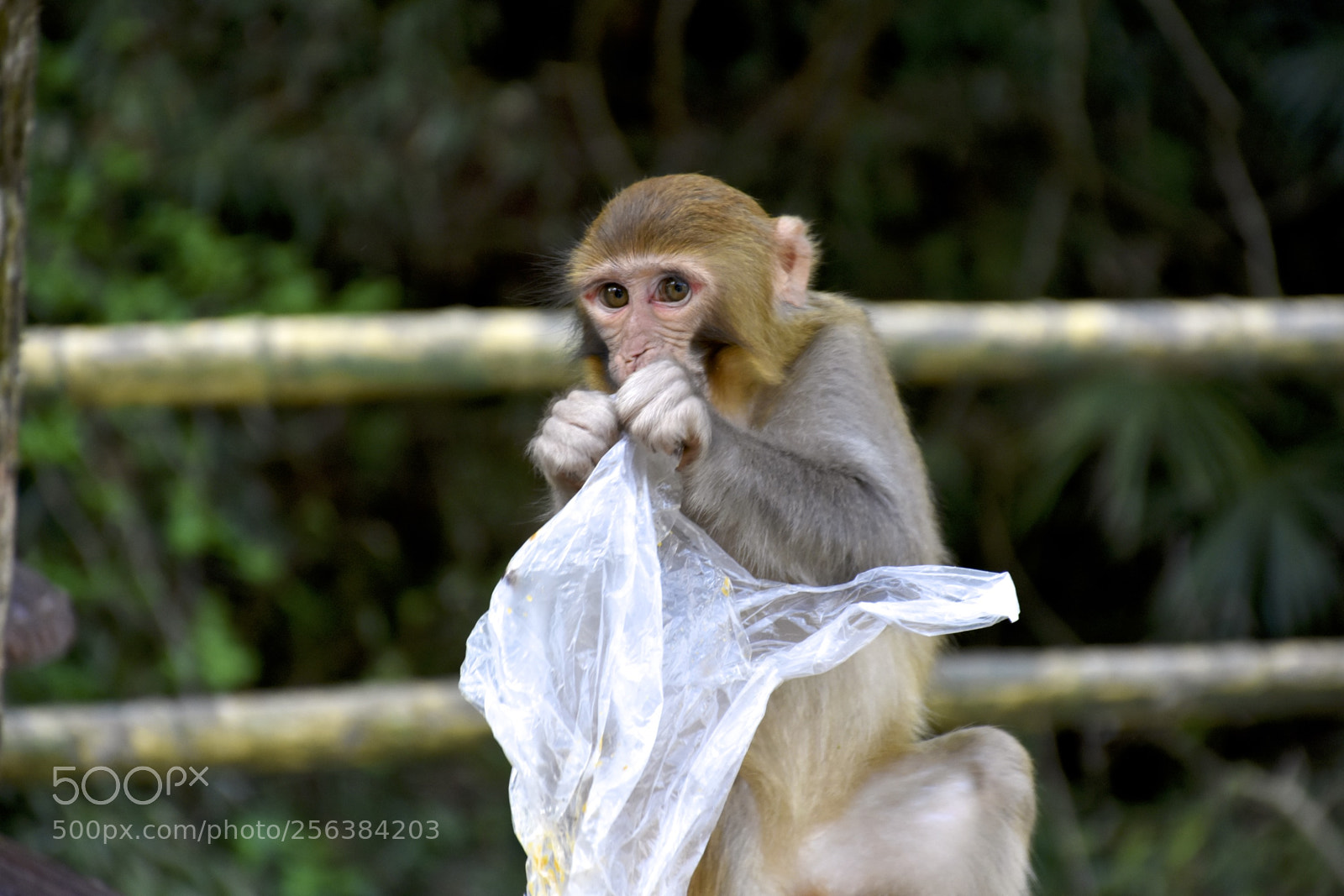 Nikon D7200 sample photo. Mischievousmonkeysofzhangjiajie photography